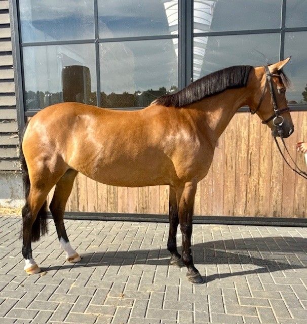 new-forest springpony merrie 13 years old bruin for sale - Photo 3