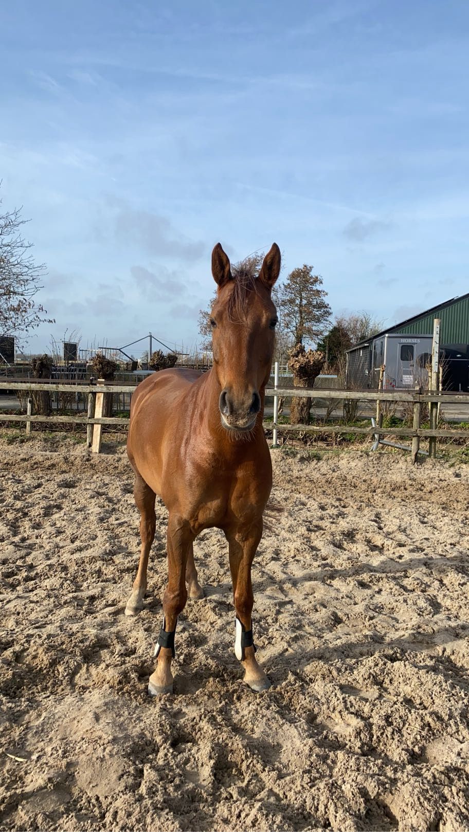 nrps dressuurpony 10 years old vos for sale - Photo 5