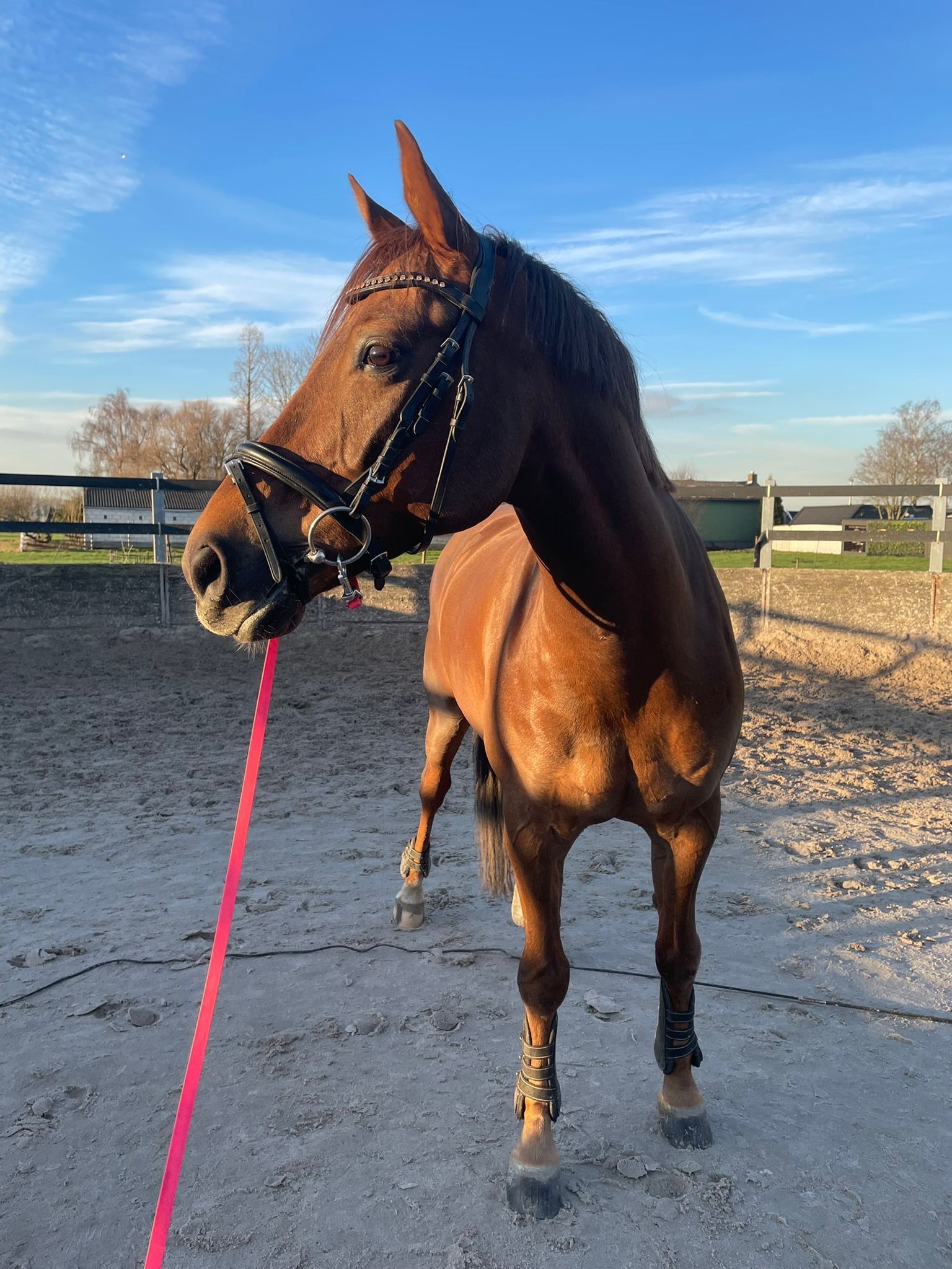 nrps dressuurpony 10 years old vos for sale - Photo 4