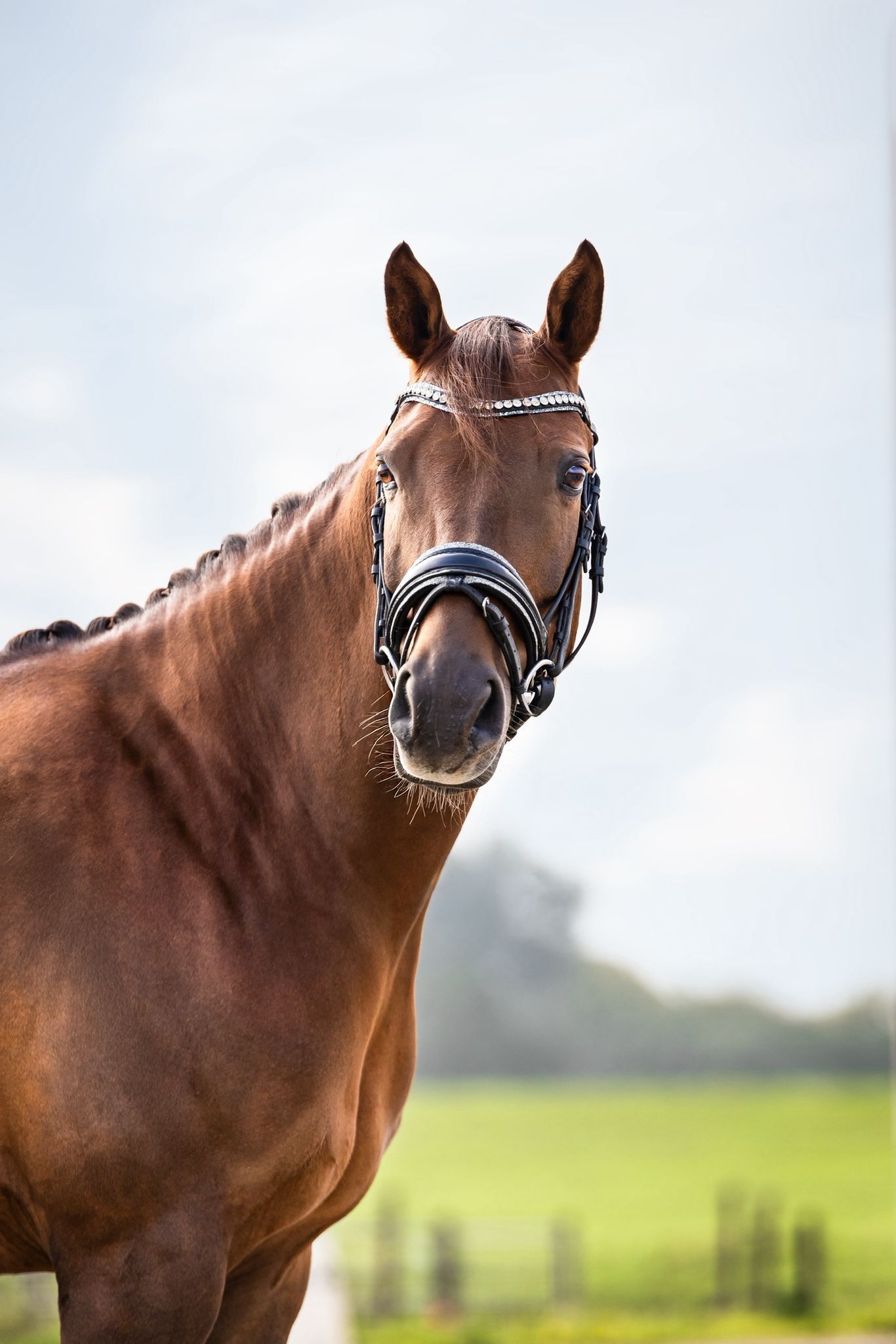 nrps dressuurpony 10 years old vos for sale - Photo 3