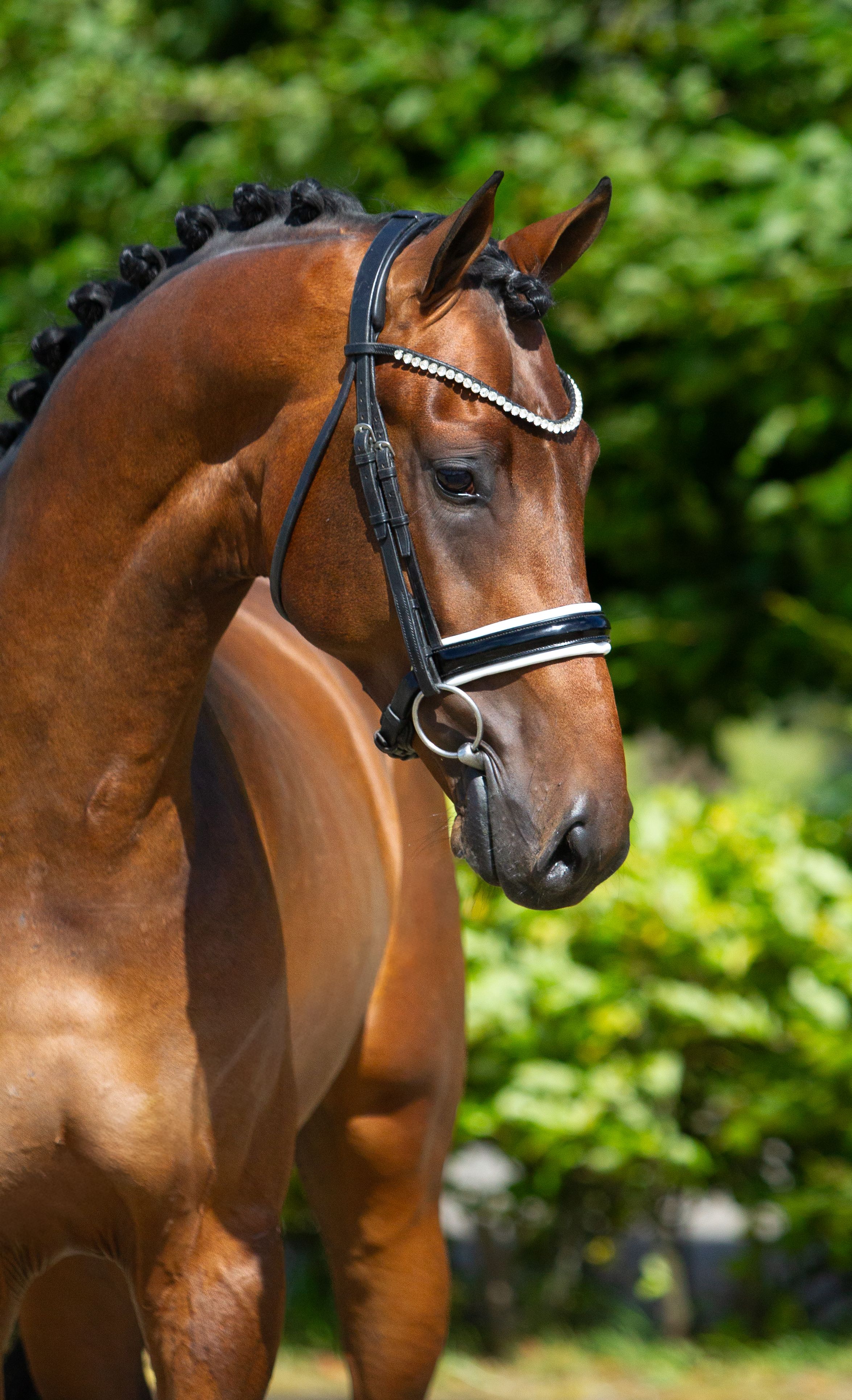 dressage stallion by Merlot VDL
