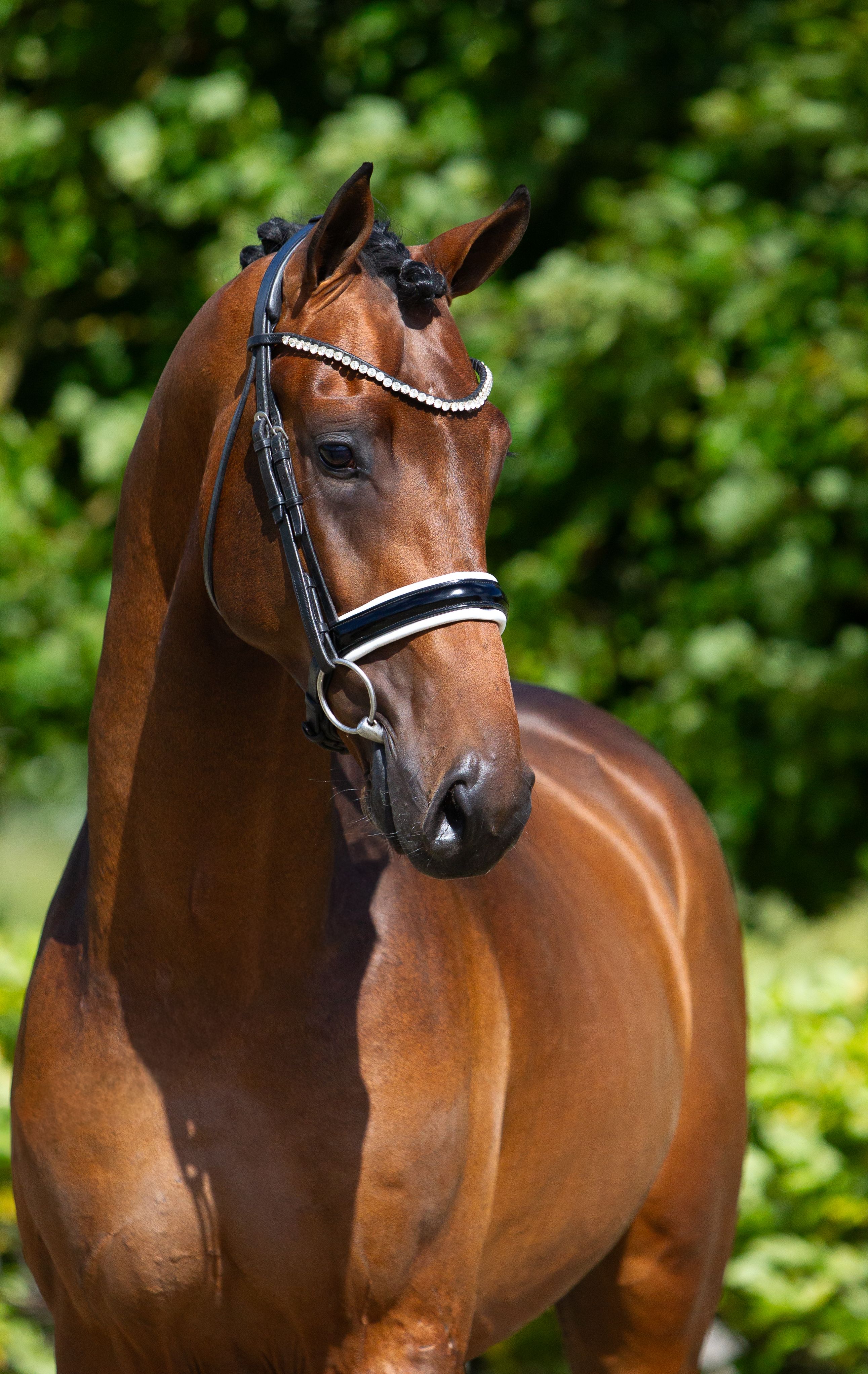 kwpn dressuurpaard hengst 2 years old donkerbruin for sale - Photo 3