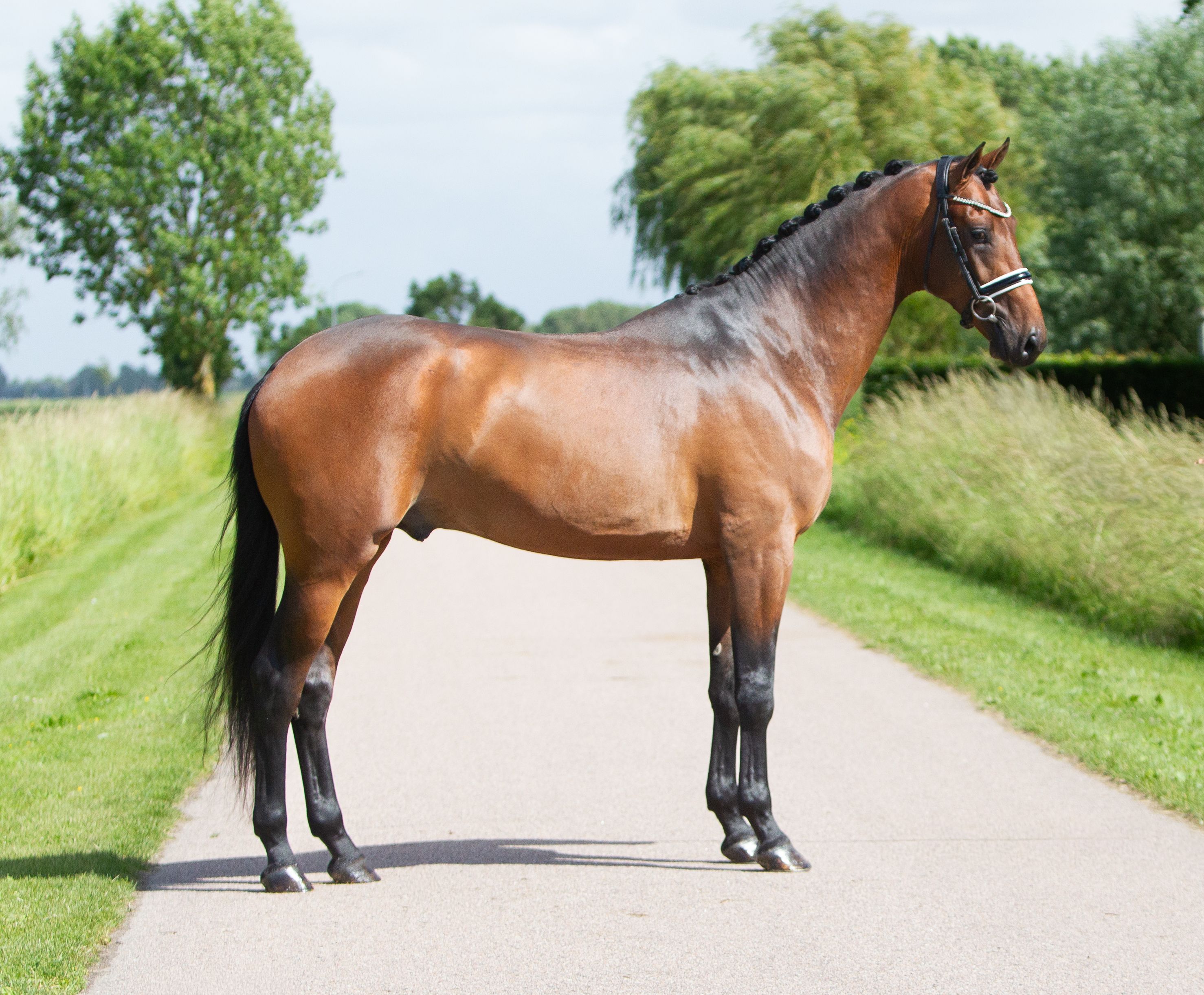 kwpn dressuurpaard hengst 2 years old donkerbruin for sale - Photo 2
