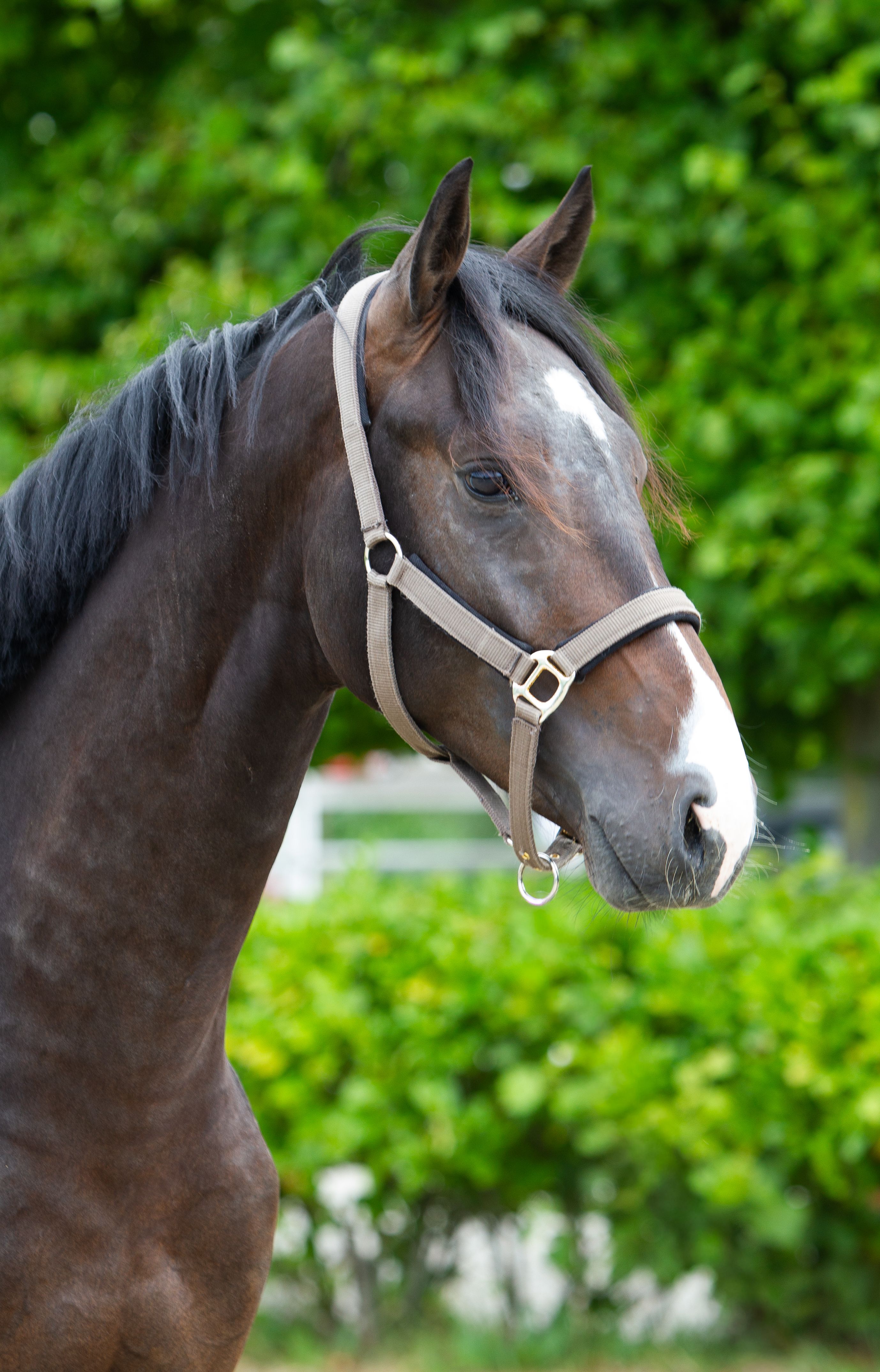 Two-year-old dressage stallion Merlot