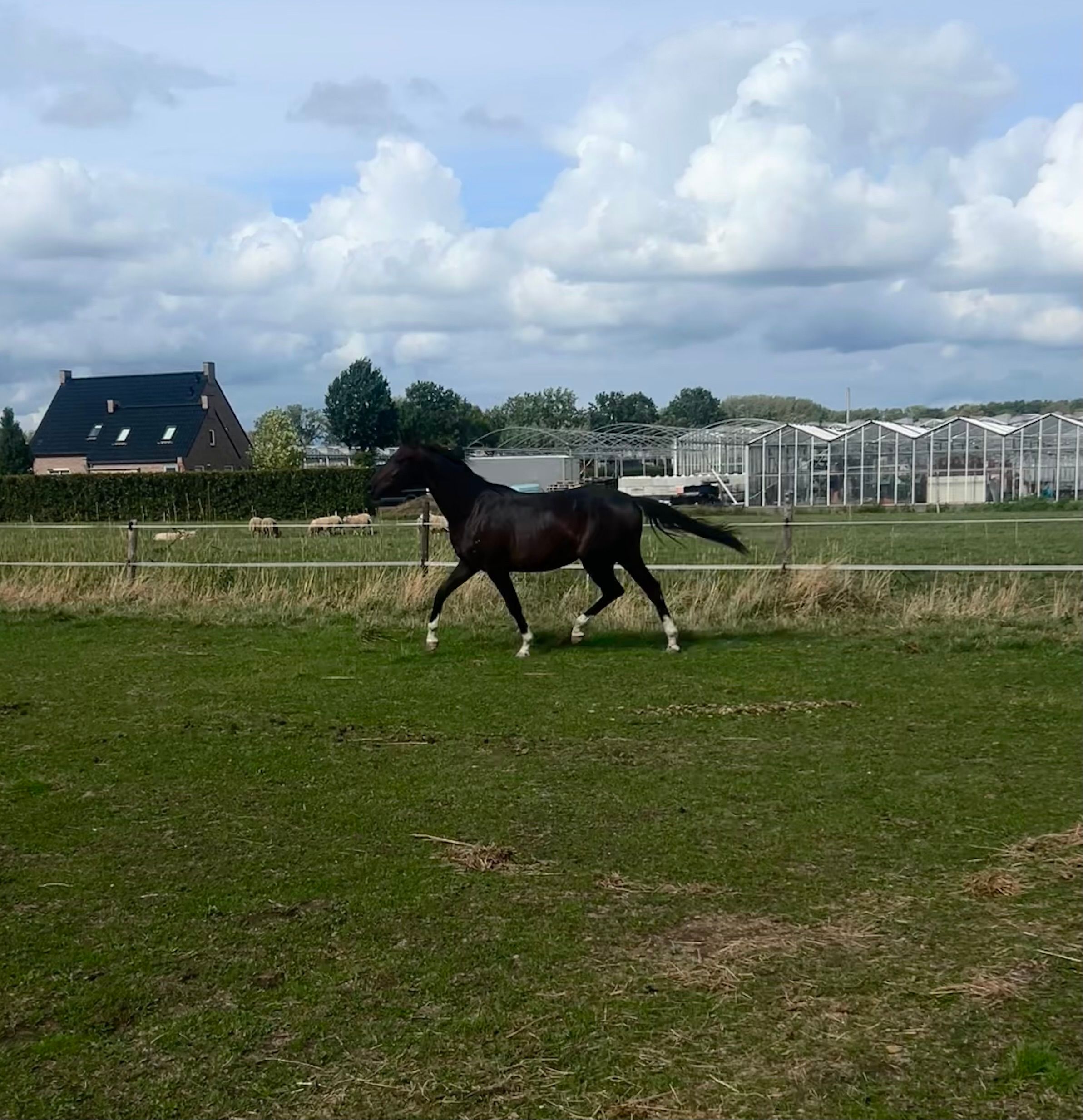 Attractive 2-year-old KWPN mare – Kjento x Sir Donnerhall I