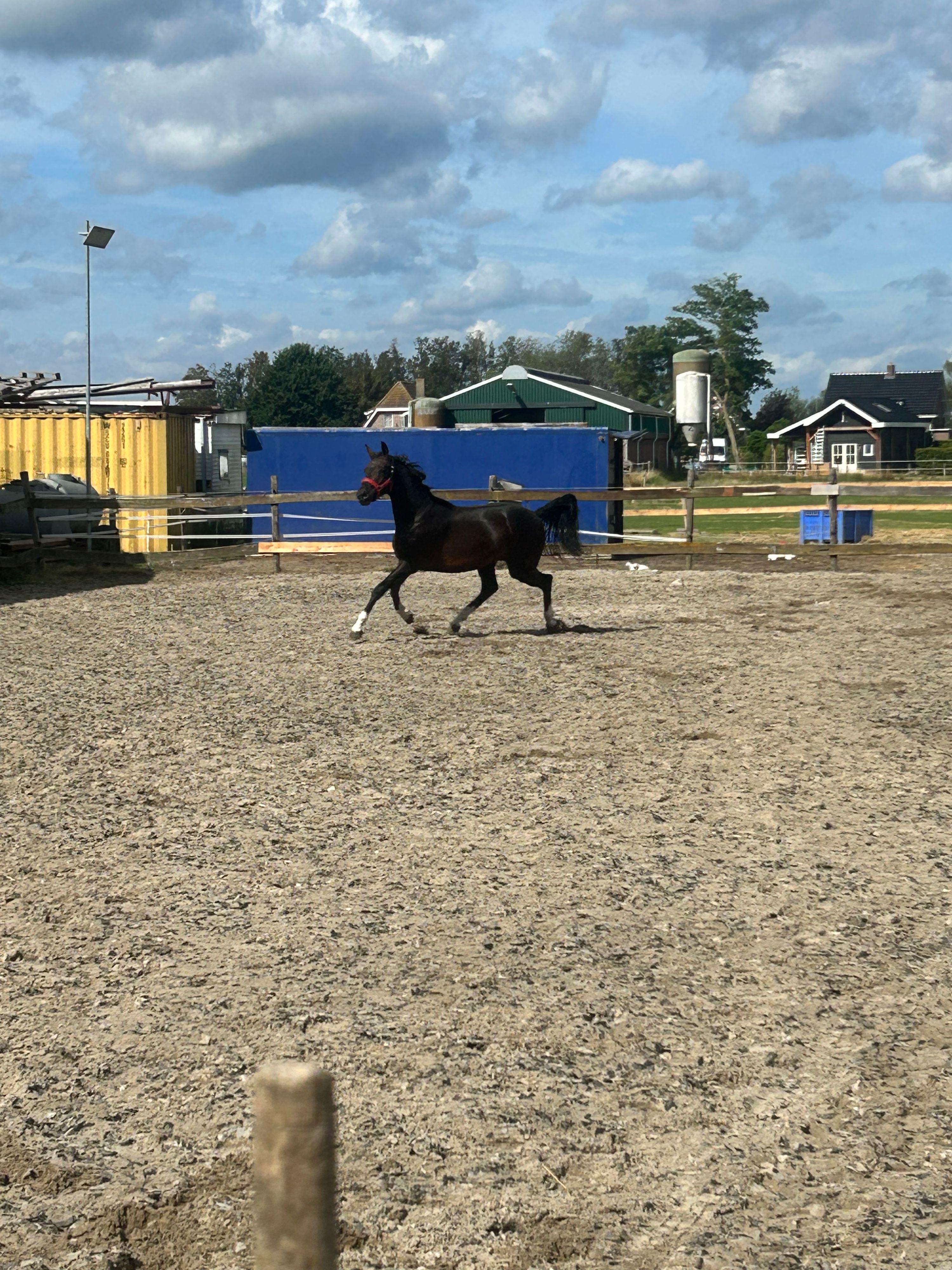 kwpn dressuurpaard merrie 2 years old donkerbruin for sale - Photo 2