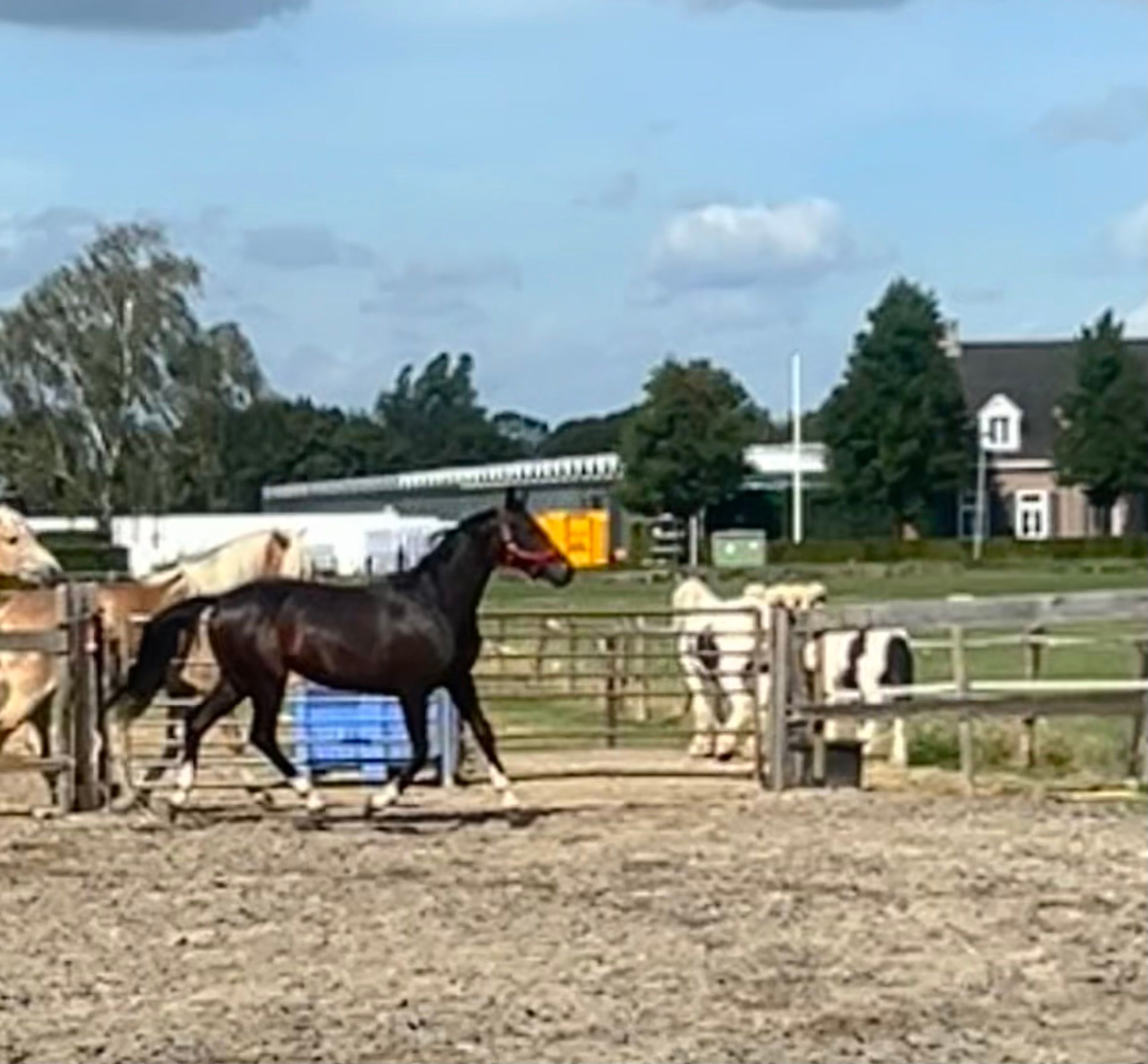 kwpn dressuurpaard merrie 2 years old donkerbruin for sale - Photo 3