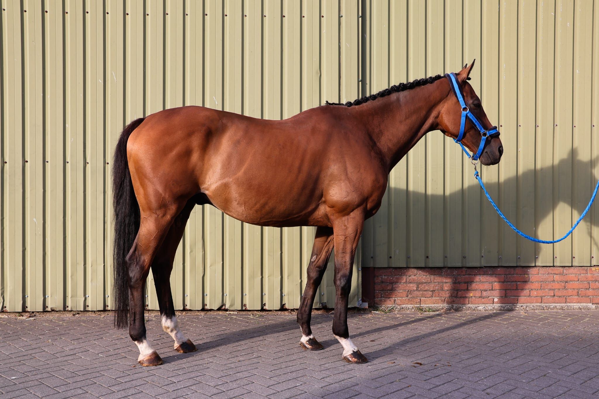 volbloed dressuurpaard ruin 10 years old donkerbruin for sale - Photo 6