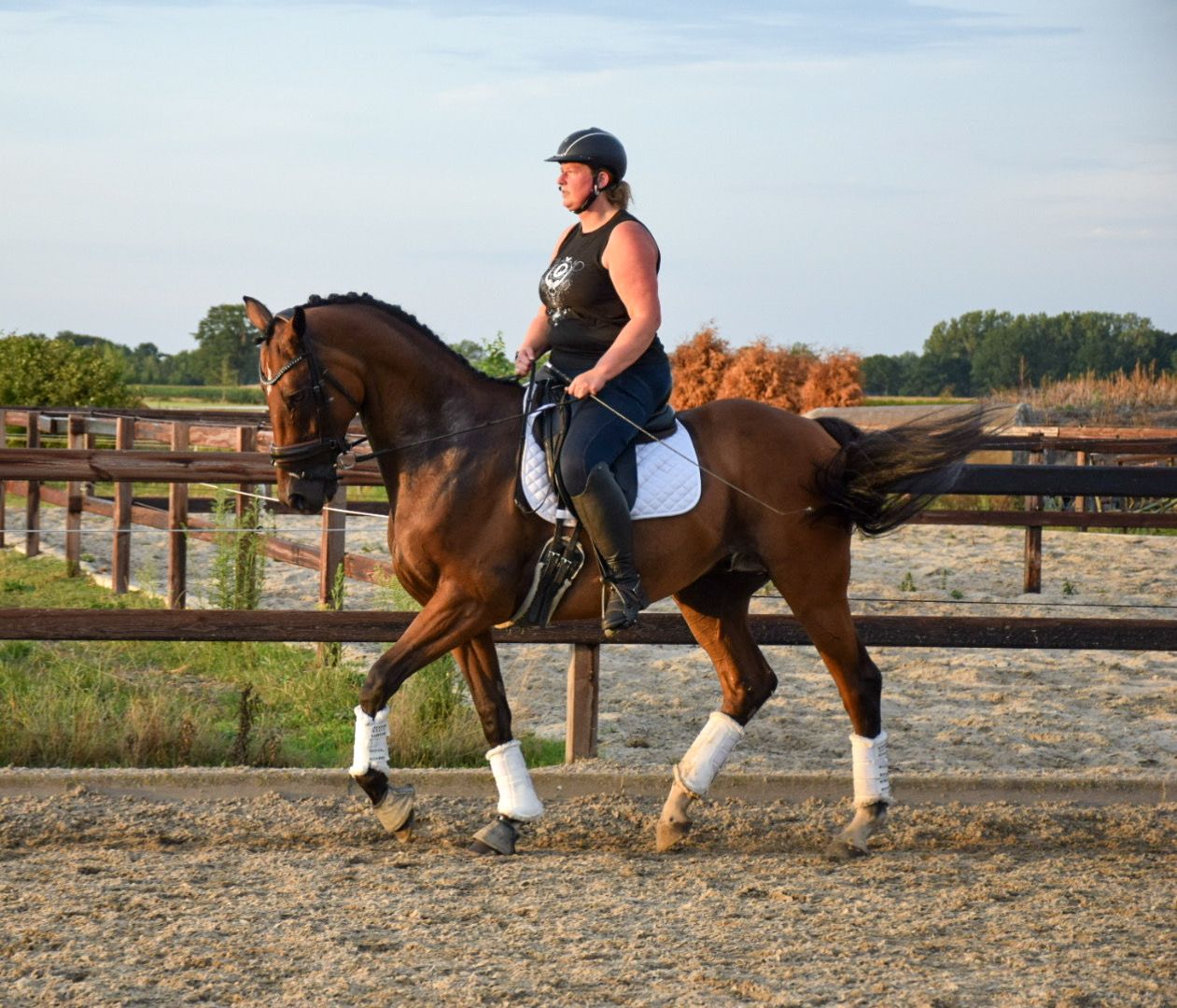 volbloed dressuurpaard ruin 10 years old donkerbruin for sale - Photo 3