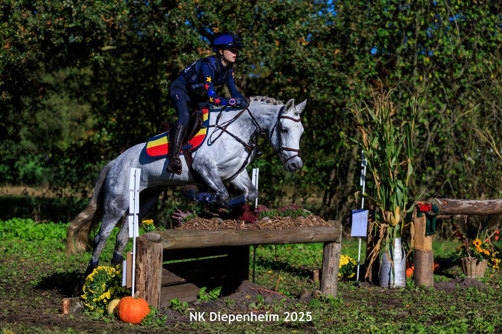 connemara eventingpony merrie 11 years old schimmel for sale - Photo 3
