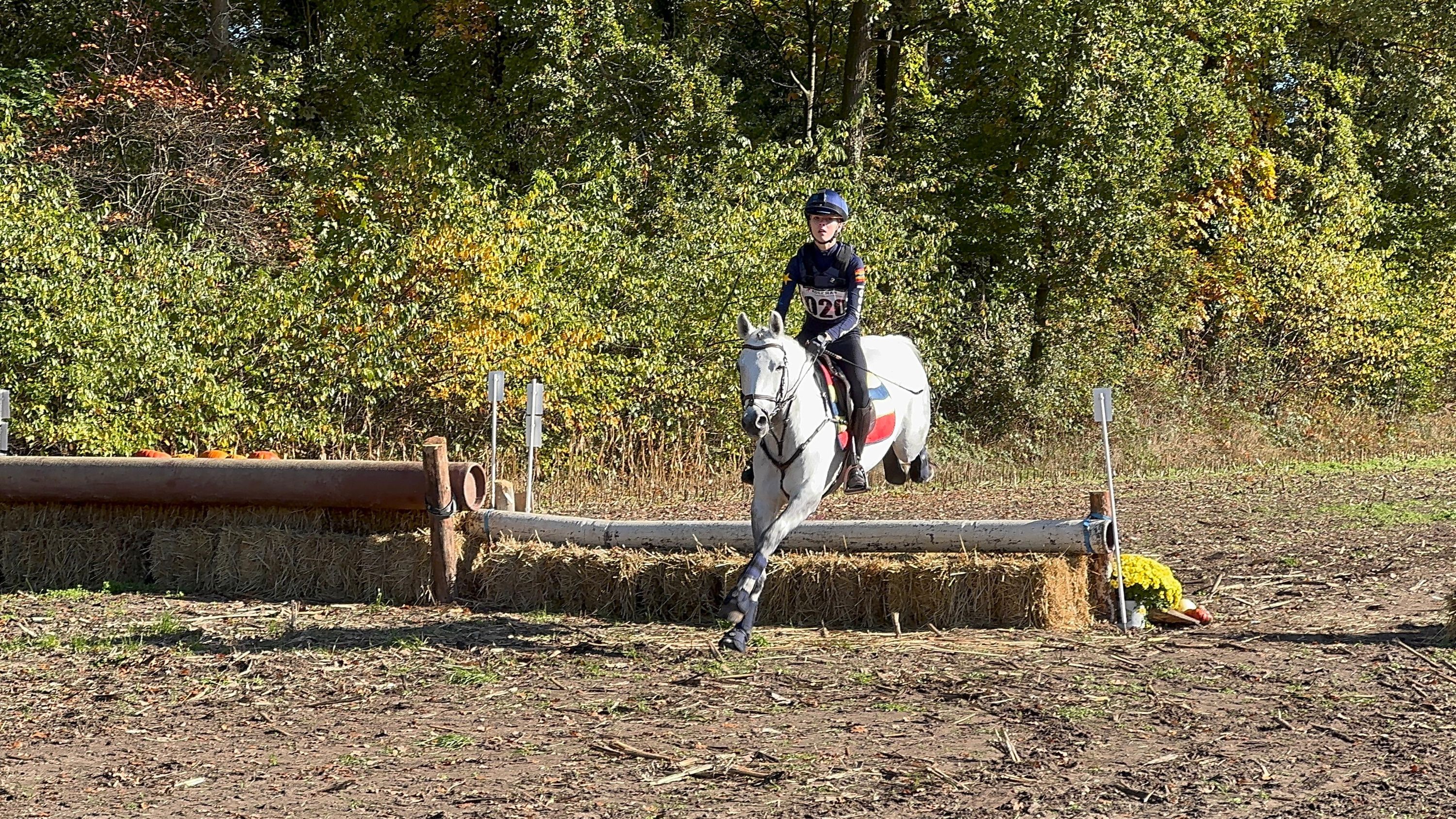 connemara eventingpony merrie 11 years old schimmel for sale - Photo 4