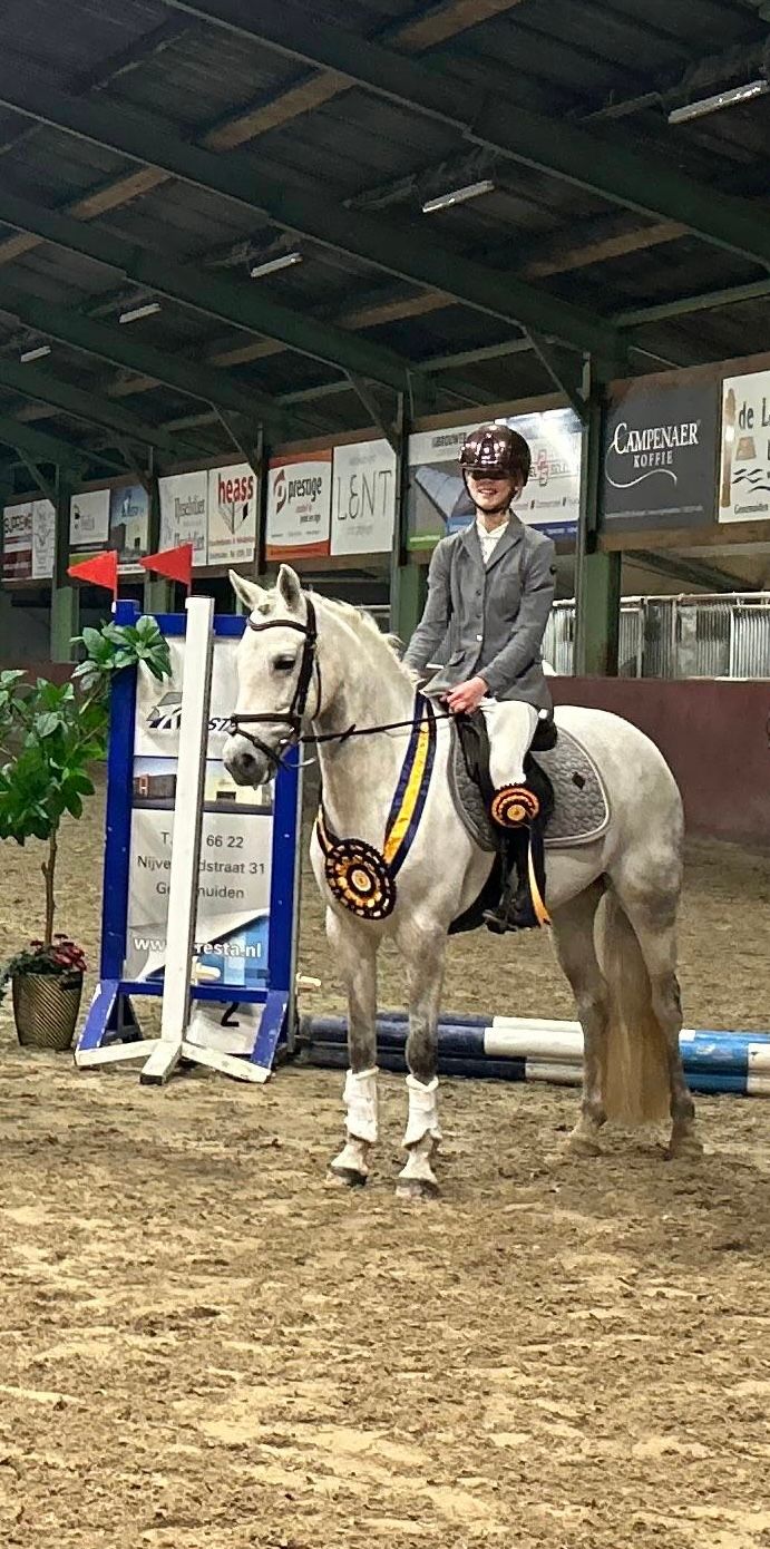 connemara eventingpony merrie 11 years old schimmel for sale - Photo 5