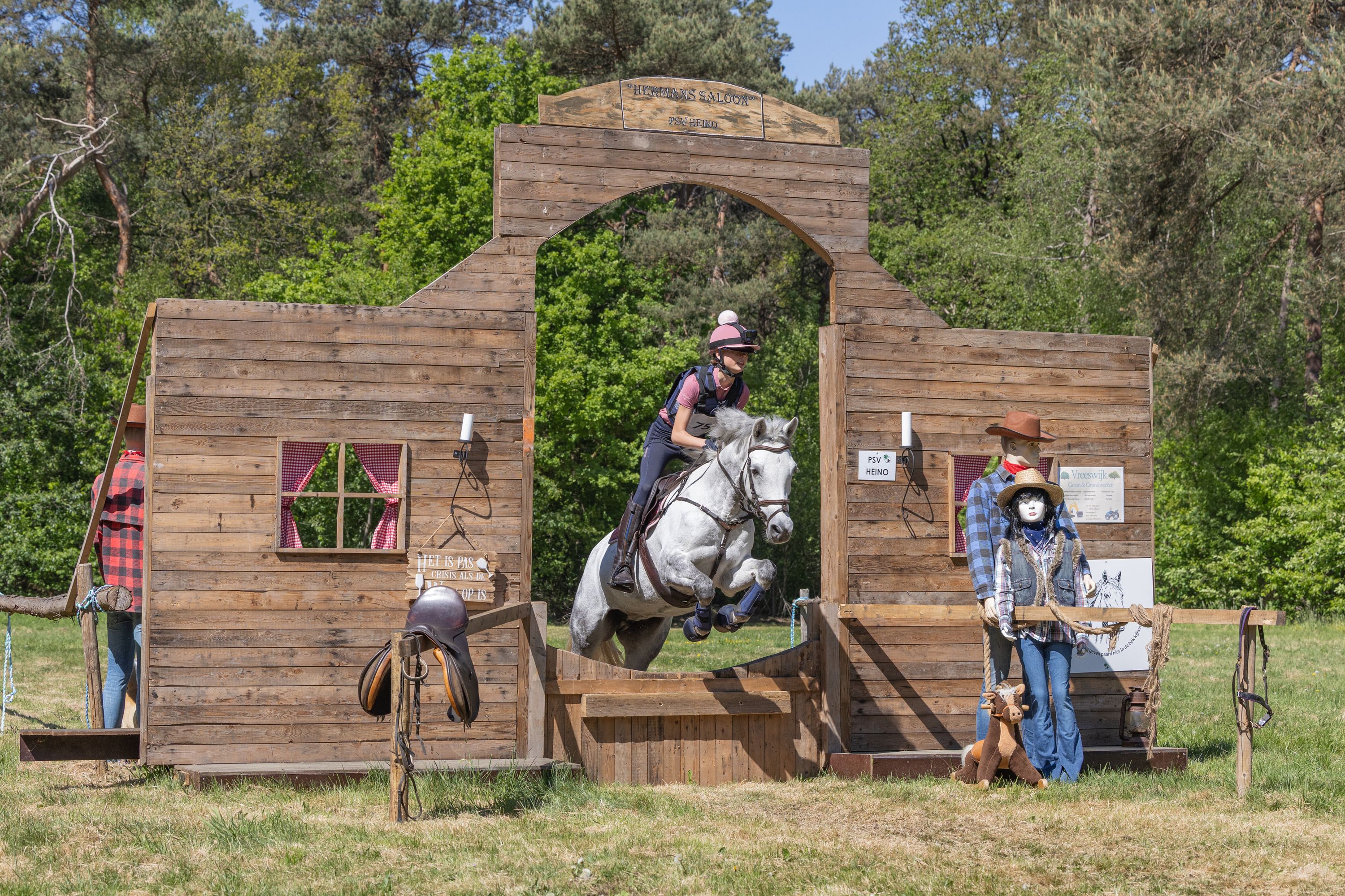 connemara eventingpony merrie 11 years old schimmel for sale - Photo 6