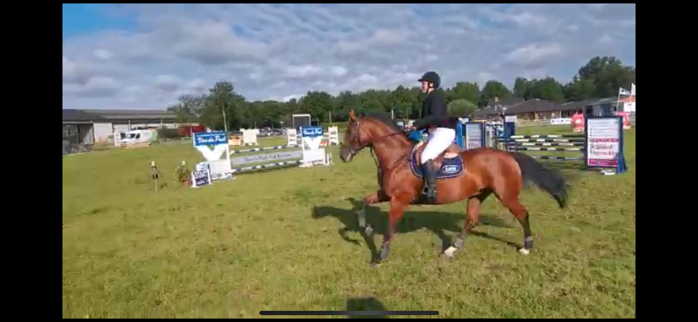 bwp allrounder ruin 15 years old bruin for sale - Photo 4
