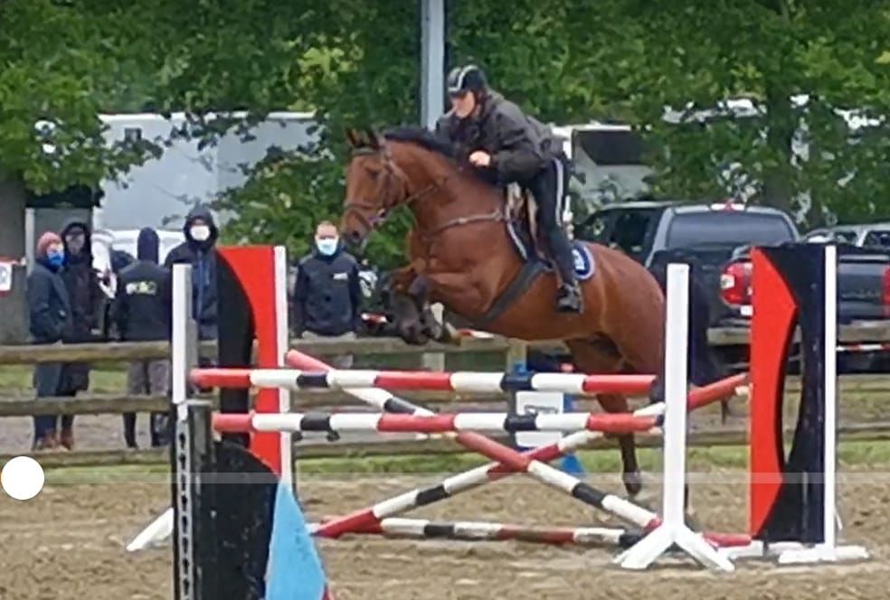 bwp allrounder ruin 15 years old bruin for sale - Photo 3
