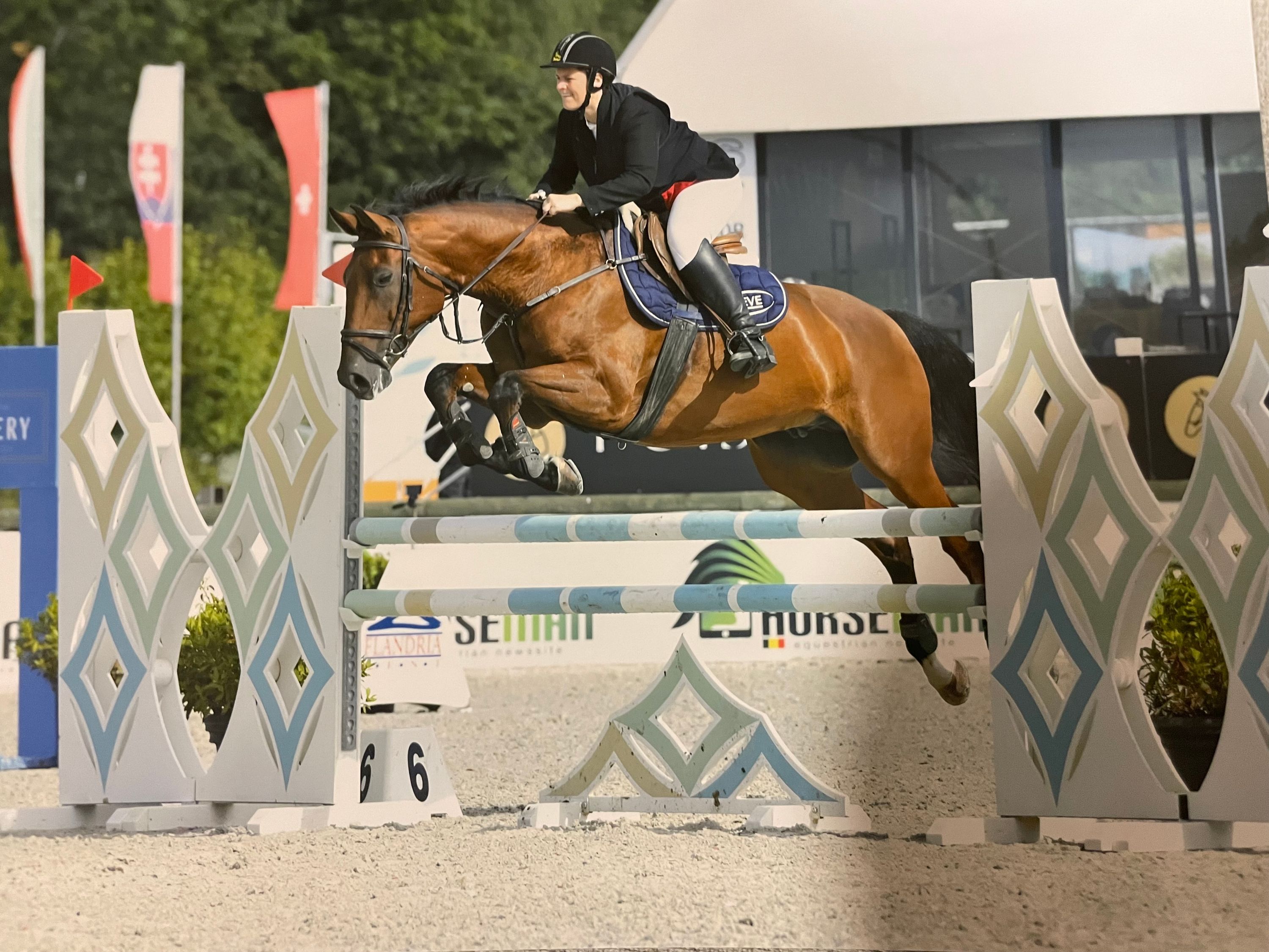 bwp allrounder ruin 15 years old bruin for sale - Photo 5