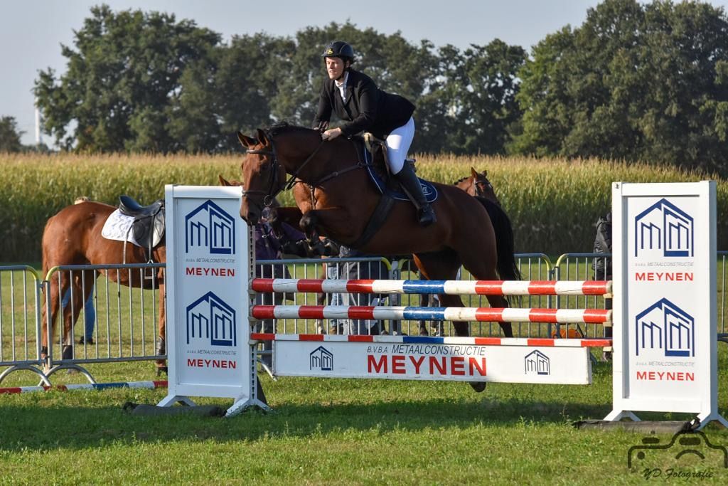 bwp allrounder ruin 15 years old bruin for sale - Photo 2