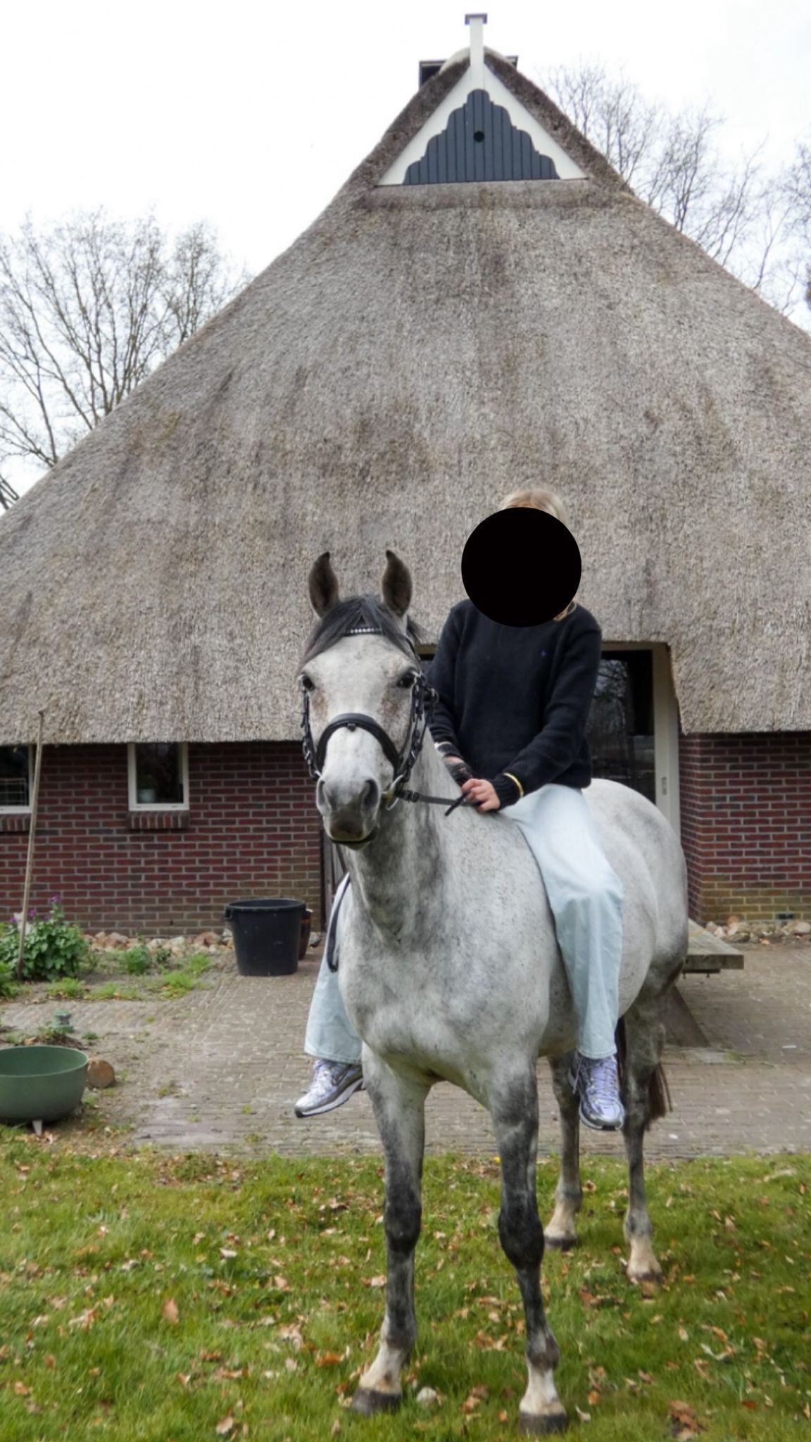springpony ruin 9 years old schimmel for sale - Photo 3