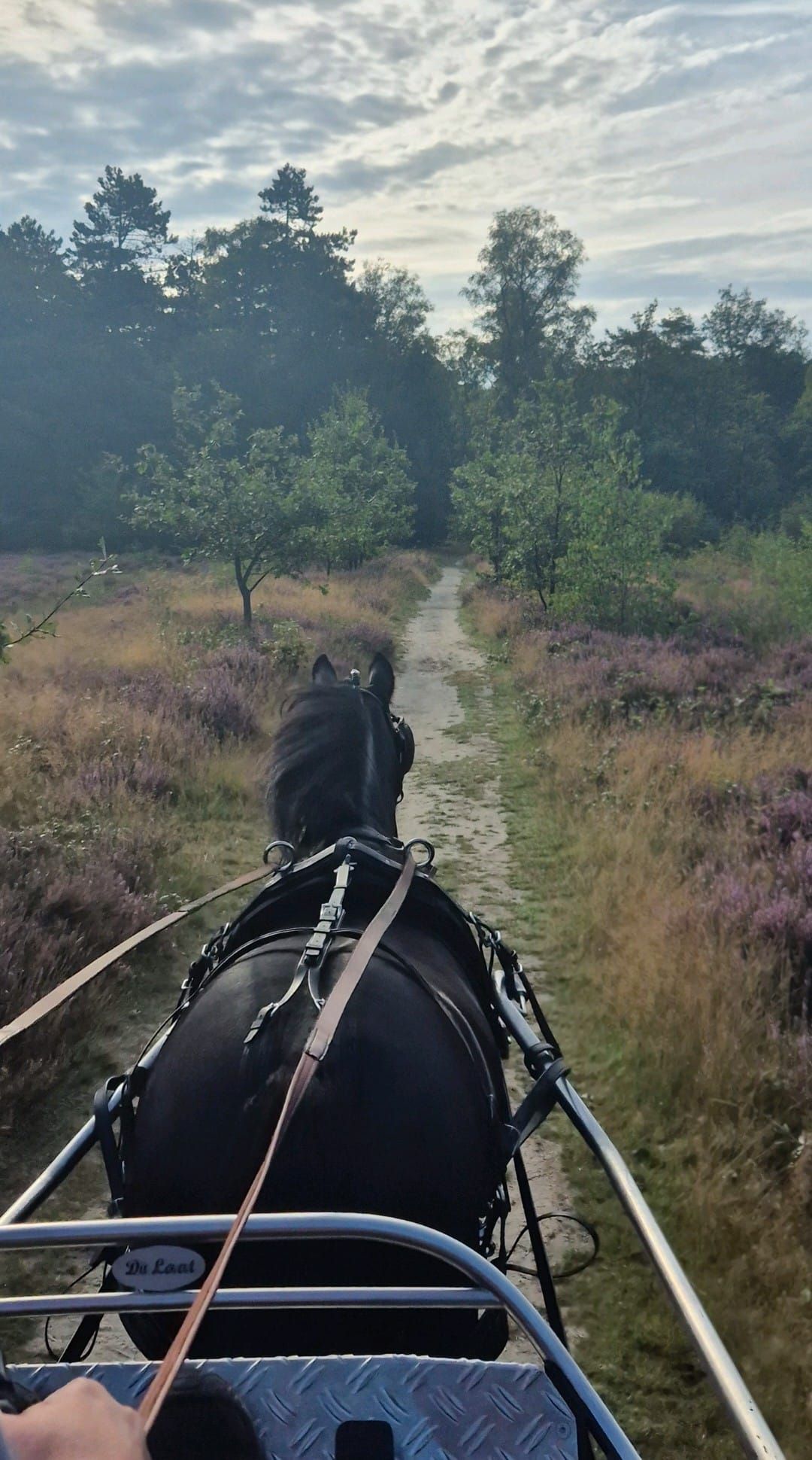 new-forest allround-pony merrie 9 years old zwart for sale - Photo 2