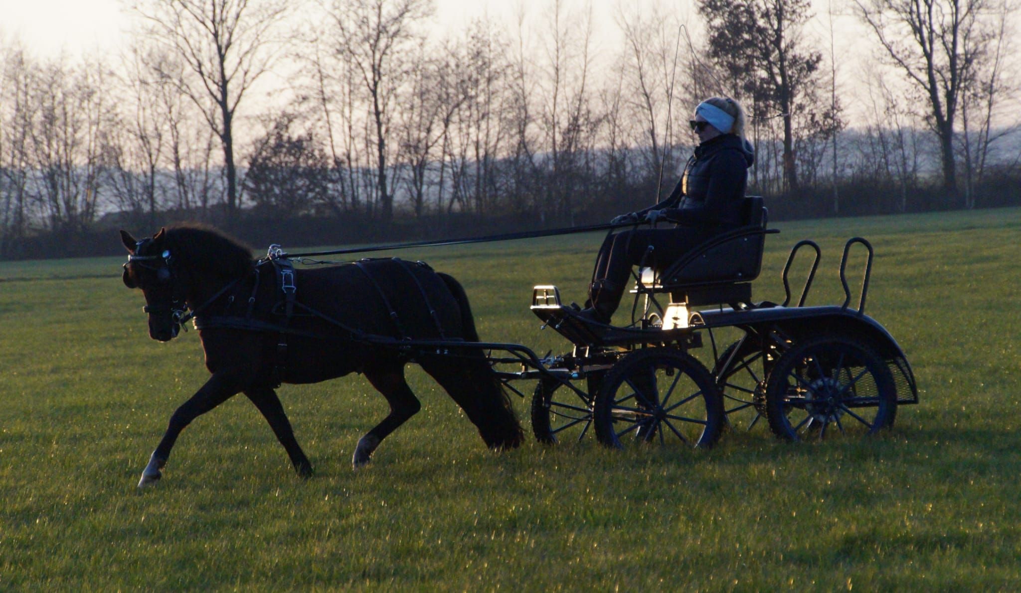 new-forest allround-pony merrie 9 years old zwart for sale - Photo 4