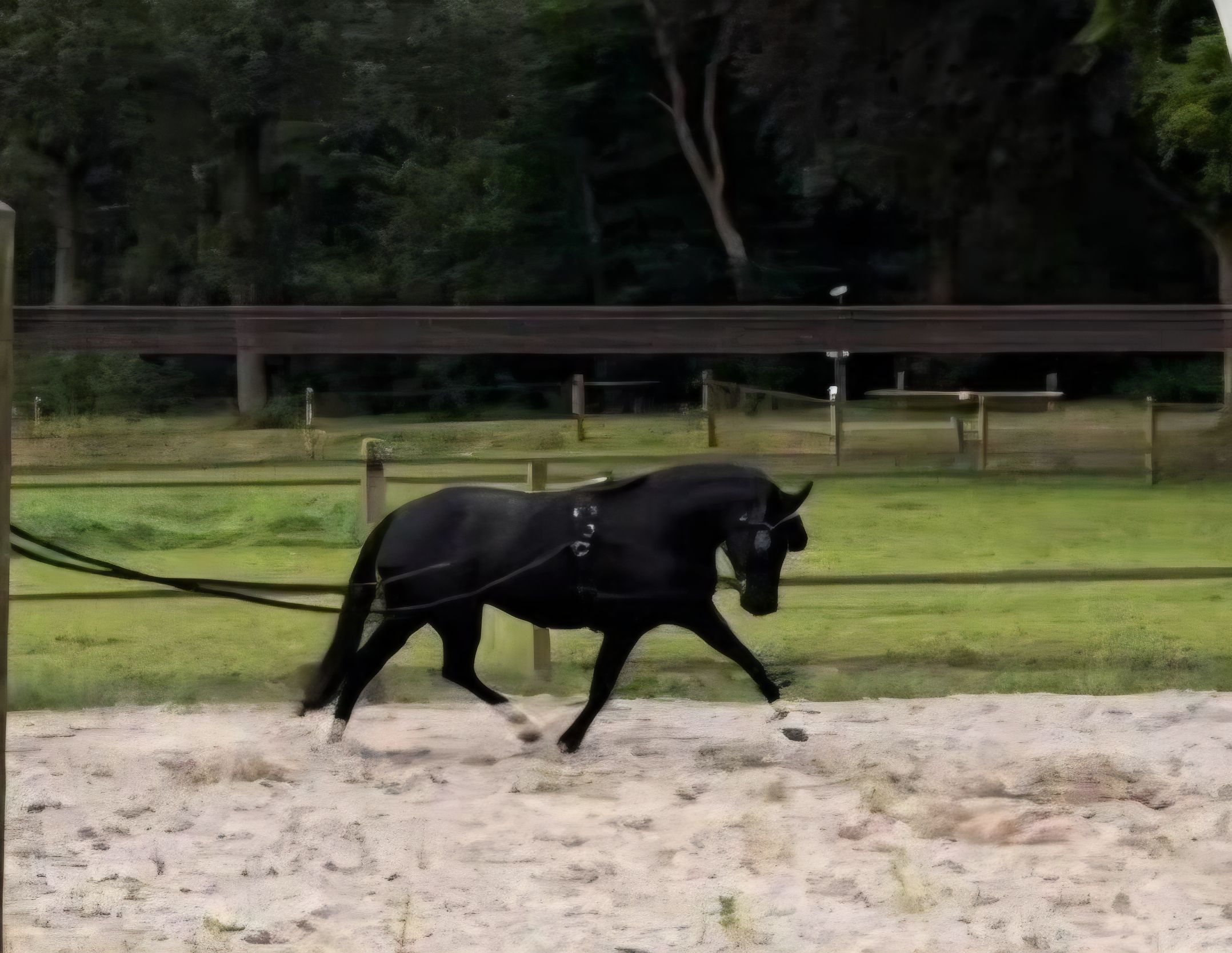 new-forest allround-pony merrie 9 years old zwart for sale - Photo 3