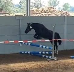 new-forest allround-pony merrie 9 years old zwart for sale - Photo 6