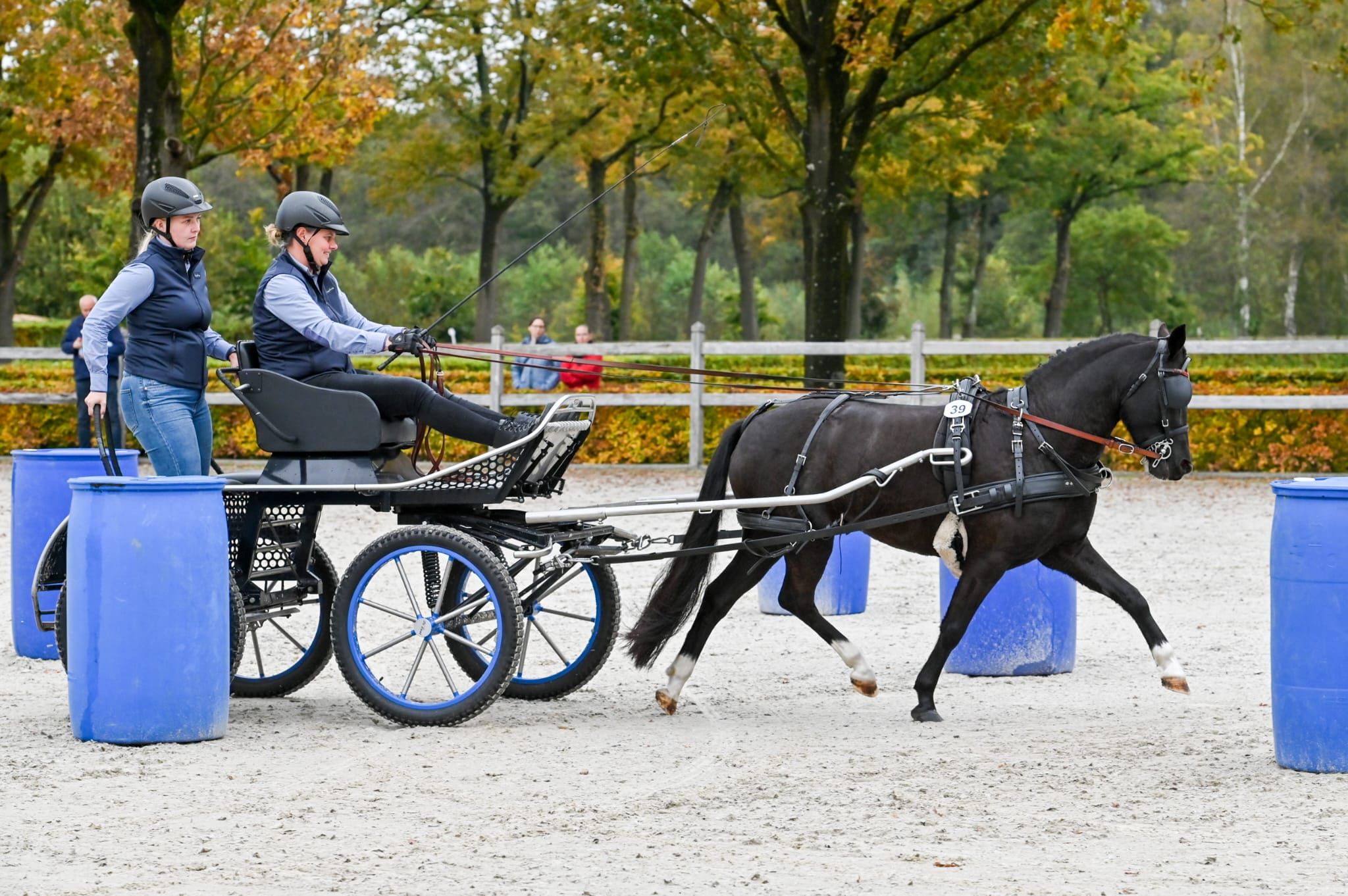 new-forest allround-pony merrie 9 years old zwart for sale - Photo 5