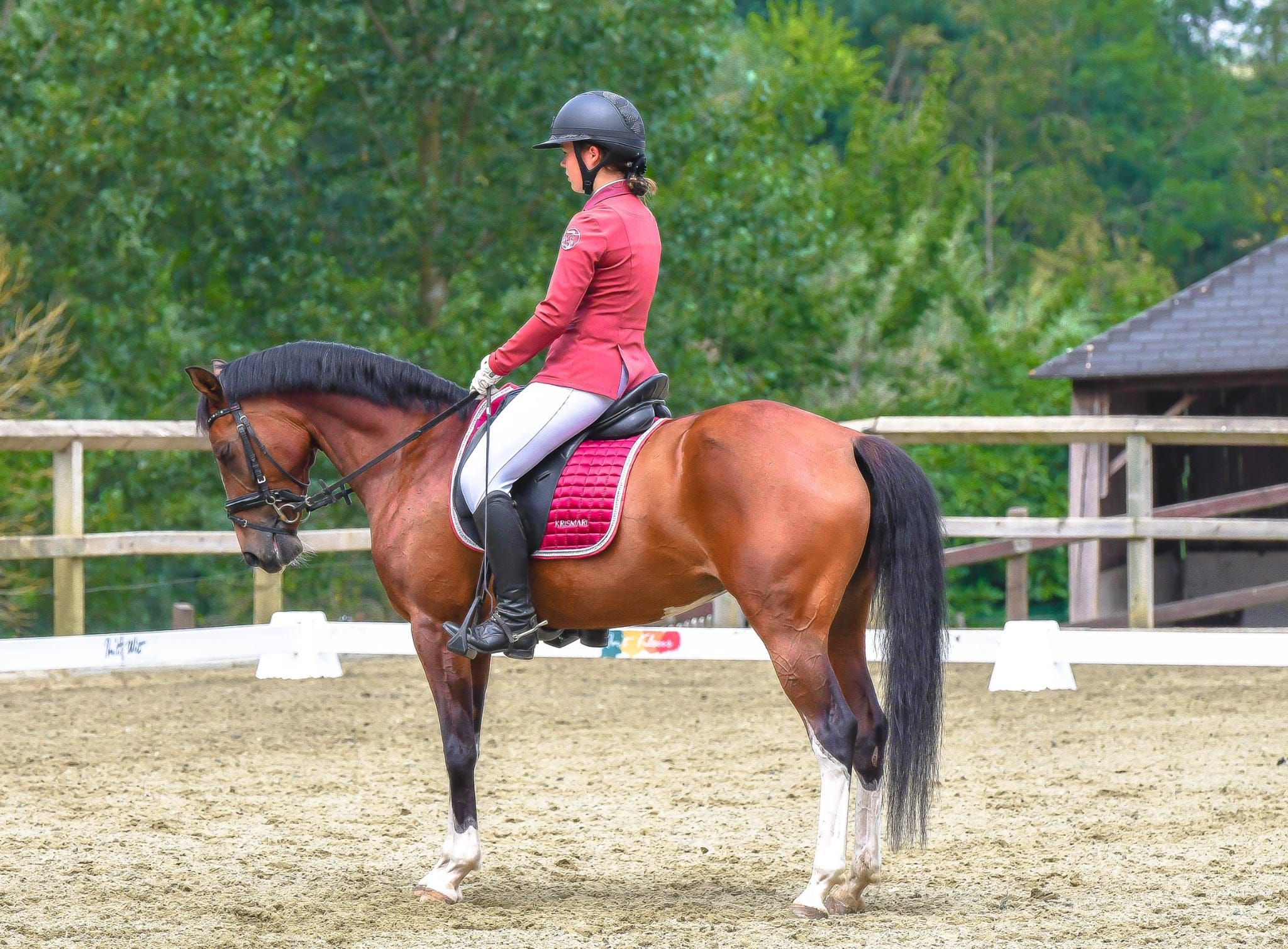 bwp allround-pony merrie 7 years old bruin for sale - Photo 2