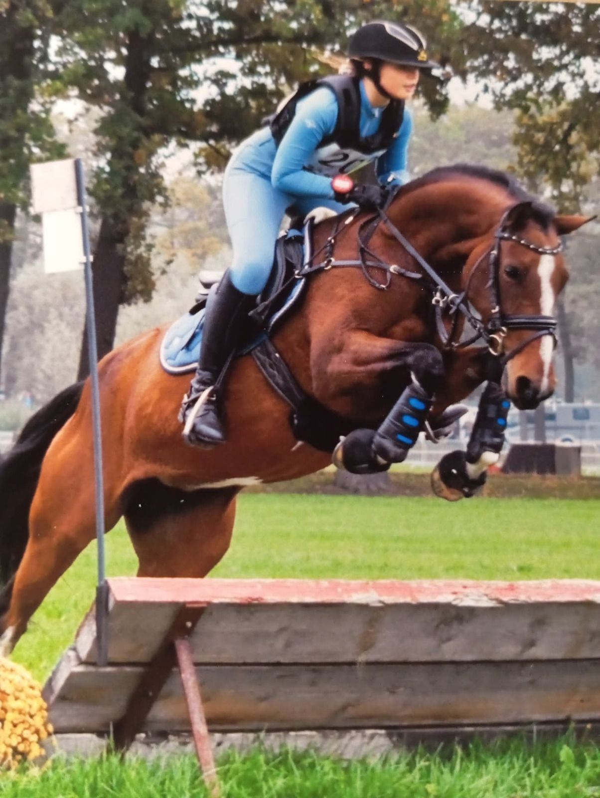 bwp allround-pony merrie 7 years old bruin for sale - Photo 4