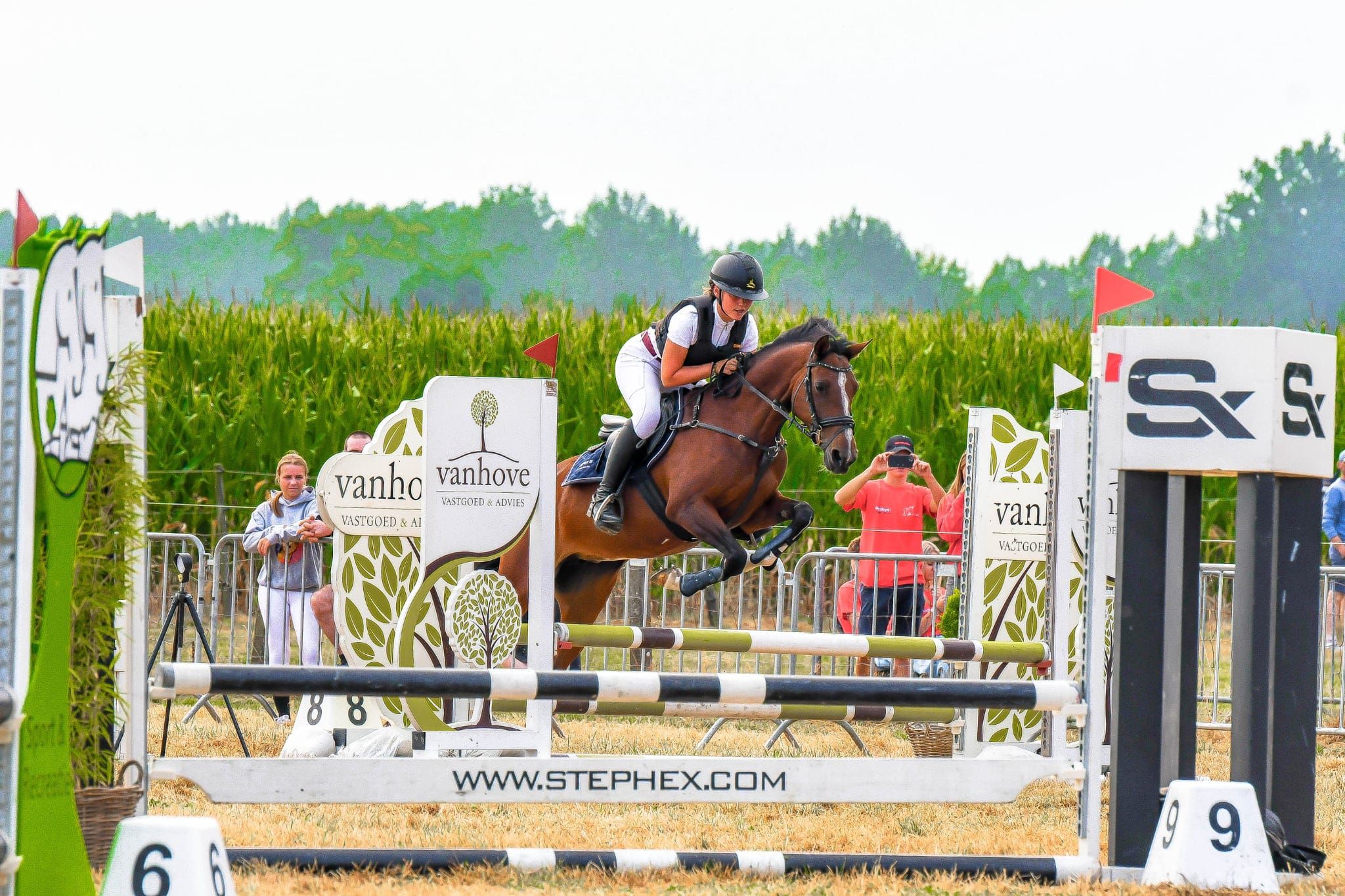 bwp allround-pony merrie 7 years old bruin for sale - Photo 5
