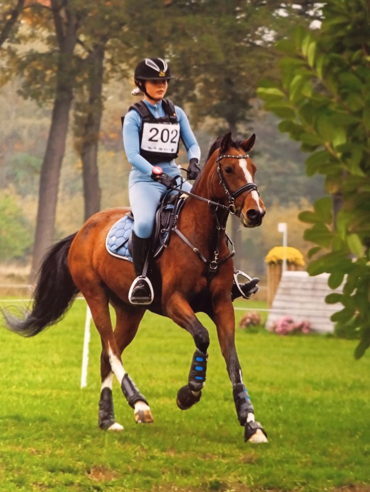 bwp allround-pony merrie 7 years old bruin for sale - Photo 6