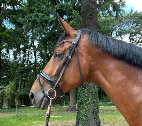Versatile showjumper