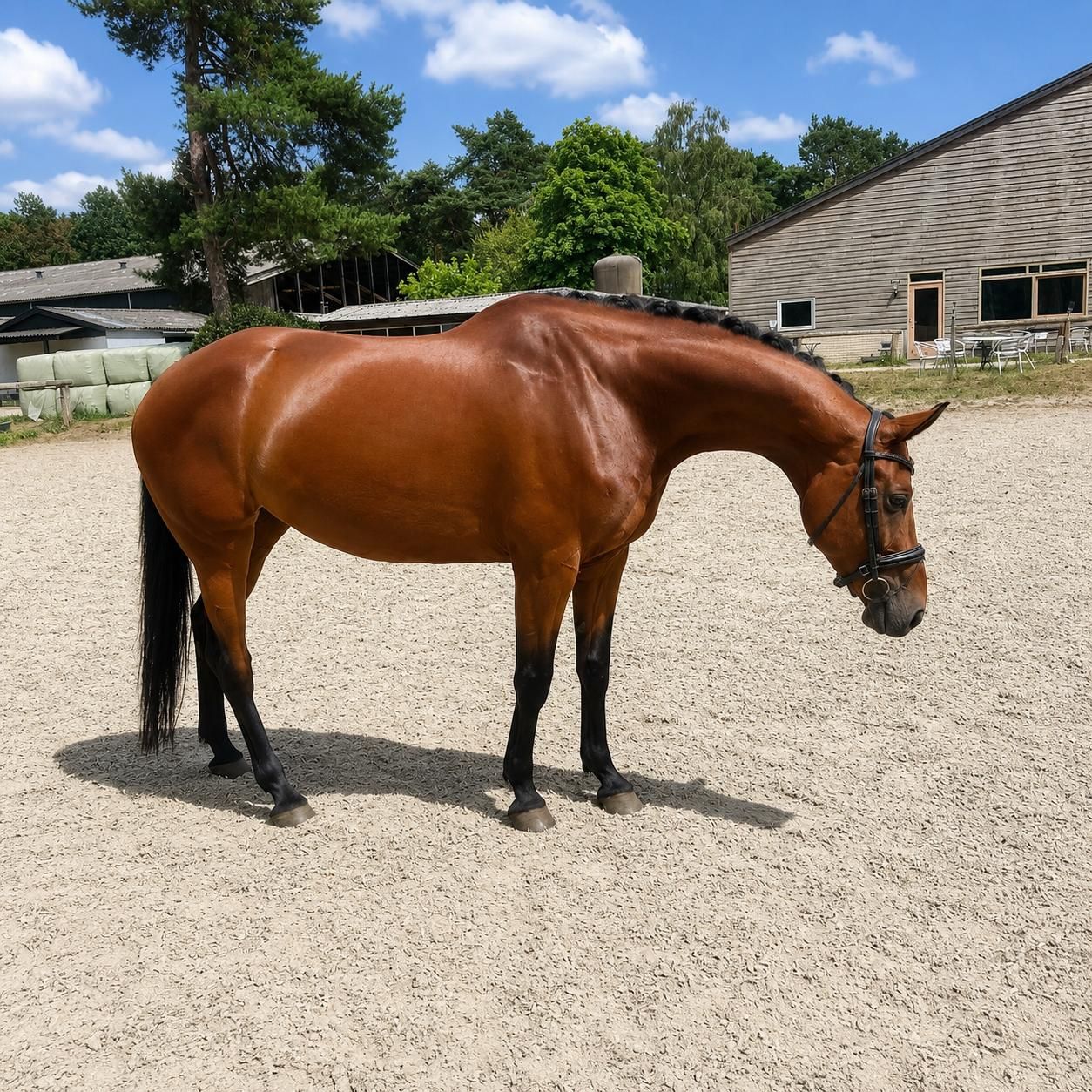 kwpn springpaard merrie 7 years old bruin for sale - Photo 3