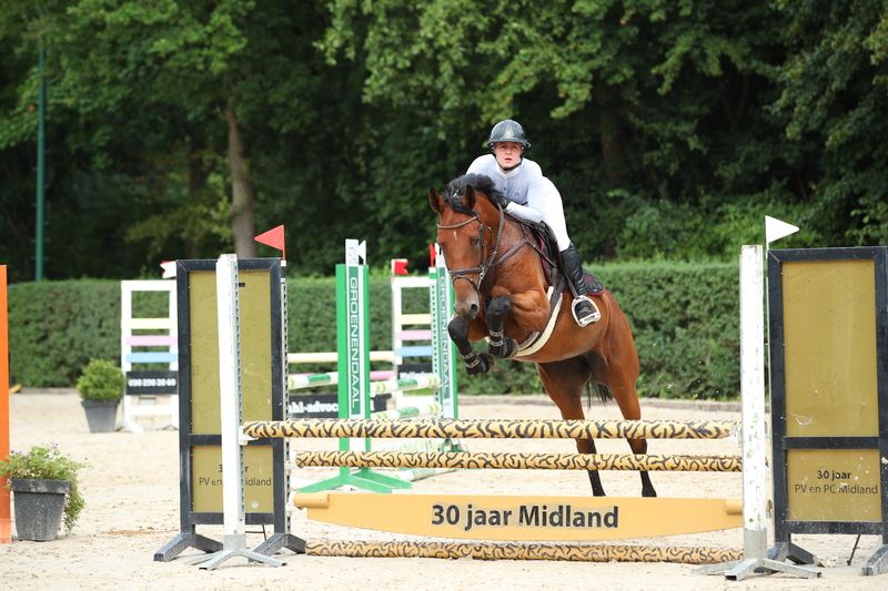 kwpn springpaard merrie 7 years old bruin for sale - Photo 4