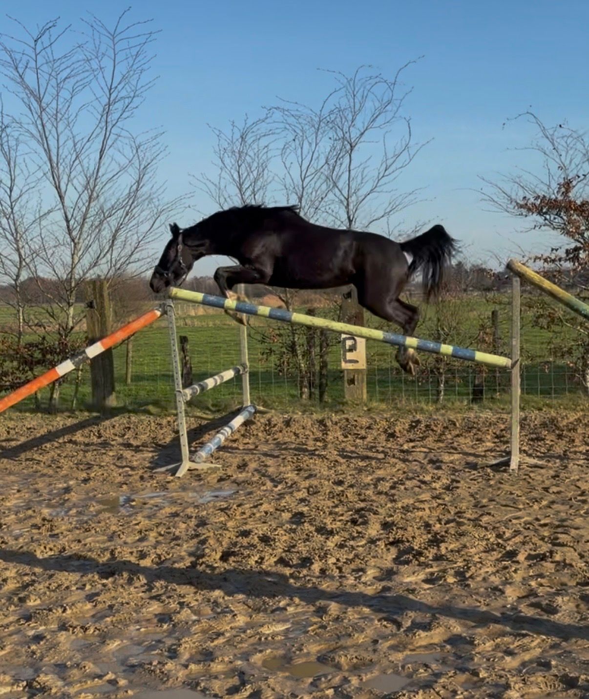 Stunning 4-year-old black mare – Lavillon x Muscaris d’Ariel
