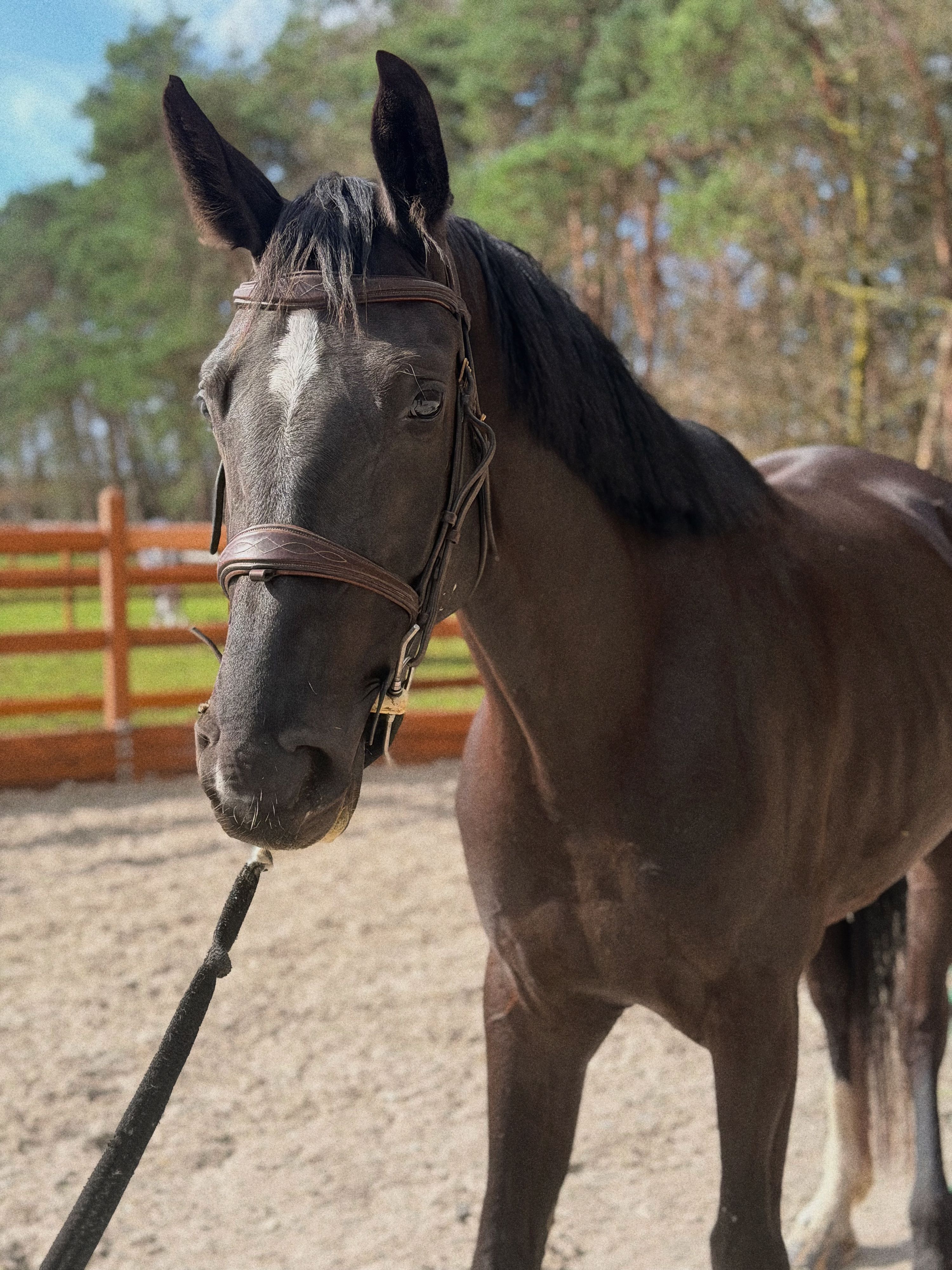 springpaard merrie 4 years old zwart for sale - Photo 4