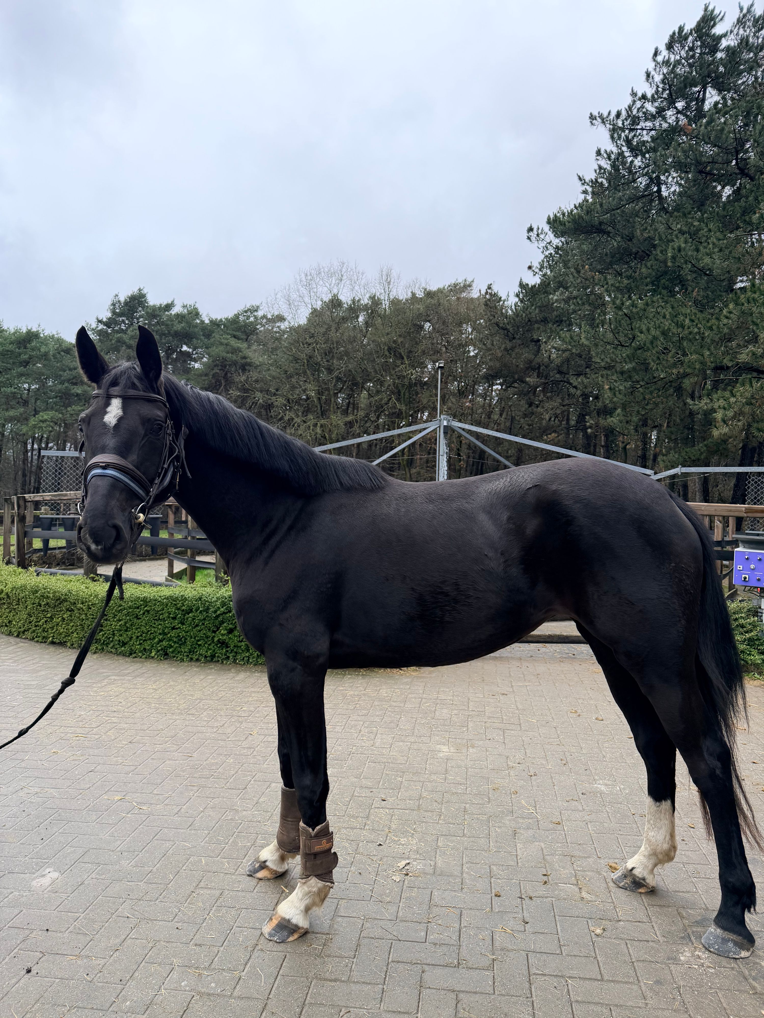 springpaard merrie 4 years old zwart for sale - Photo 2