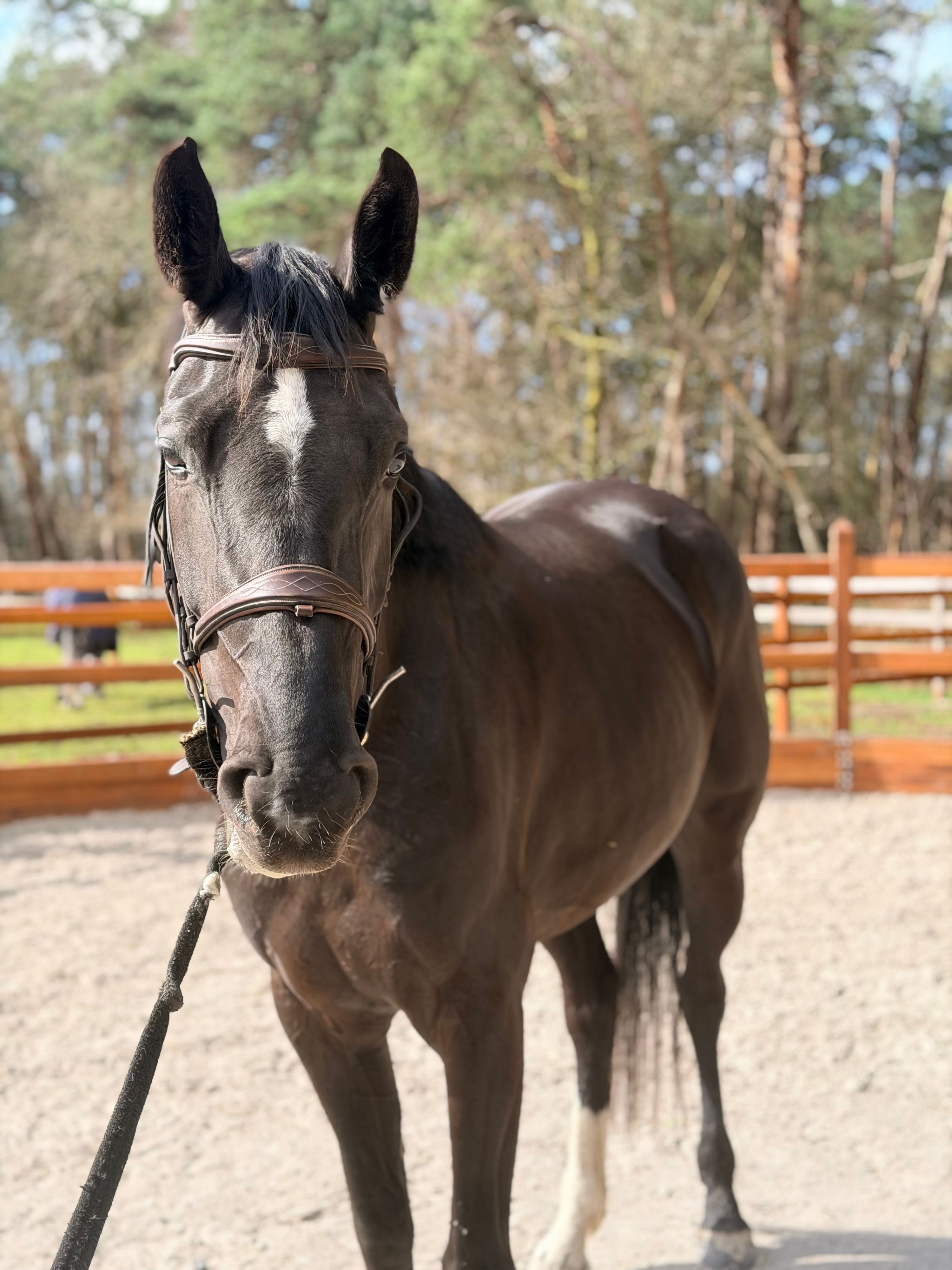 springpaard merrie 4 years old zwart for sale - Photo 5