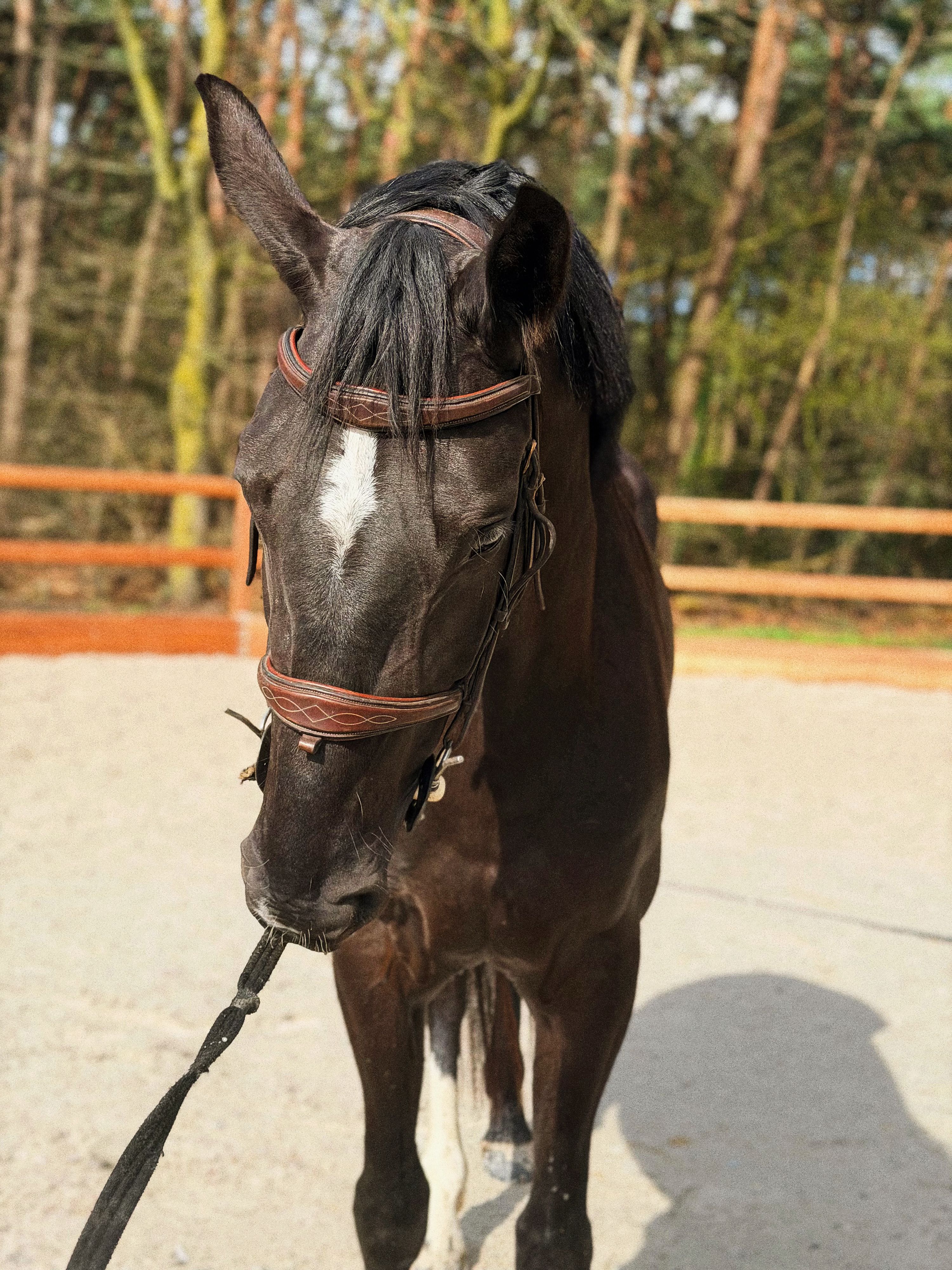 springpaard merrie 4 years old zwart for sale - Photo 3