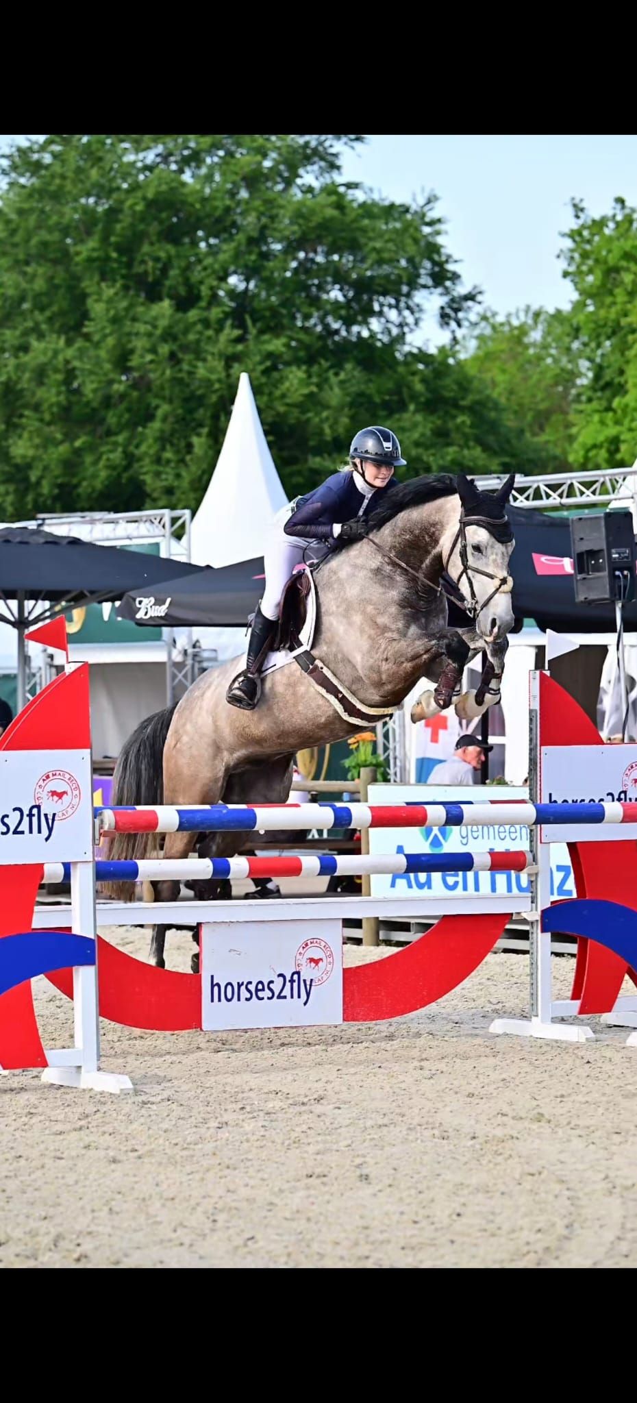 Handsome well-behaved 5-year-old gelding