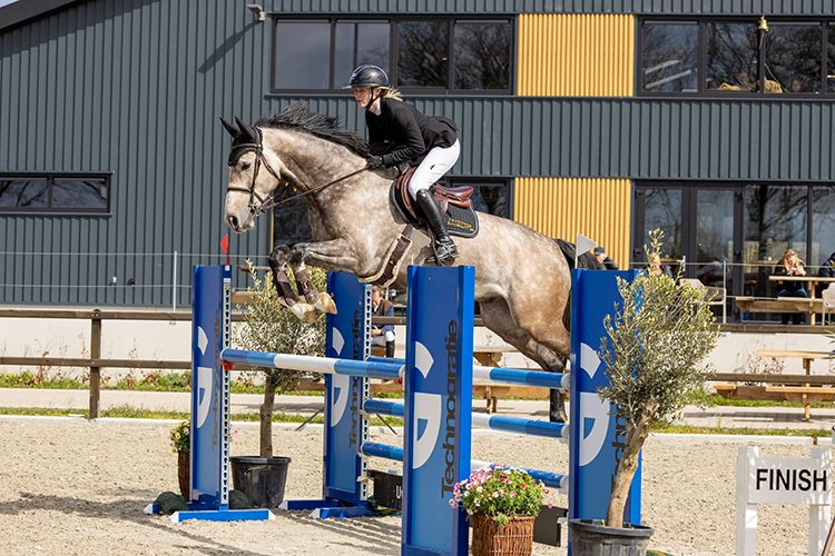 kwpn springpaard ruin 5 years old andere-kleur for sale - Photo 2