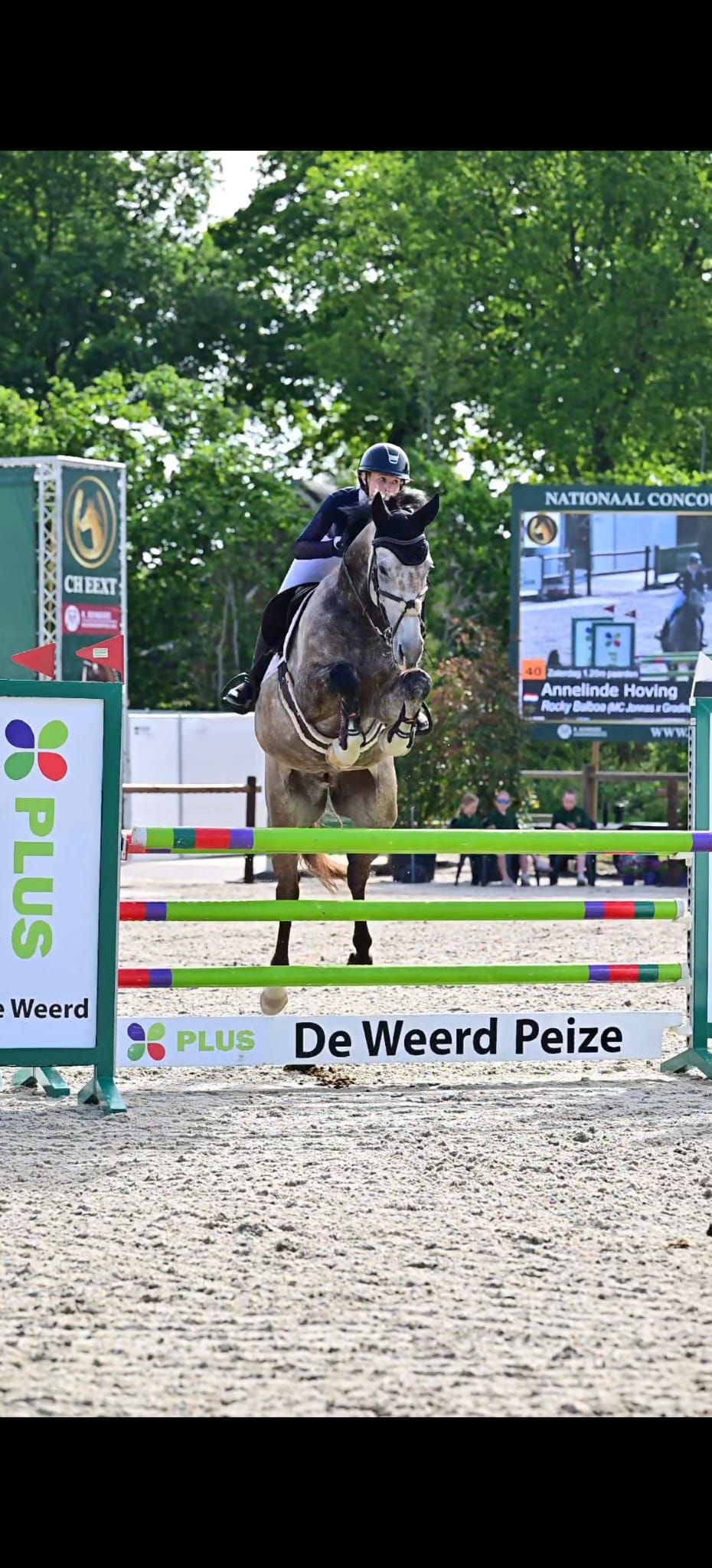 kwpn springpaard ruin 5 years old andere-kleur for sale - Photo 4