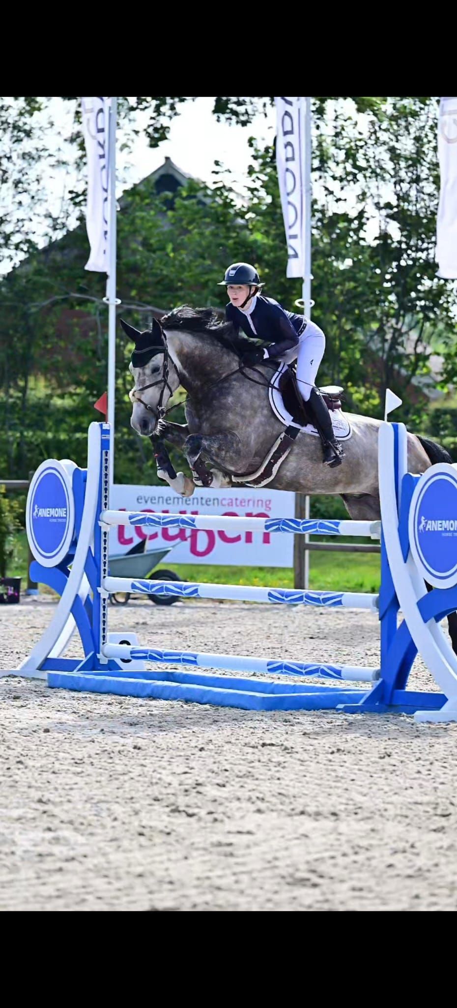 kwpn springpaard ruin 5 years old andere-kleur for sale - Photo 3