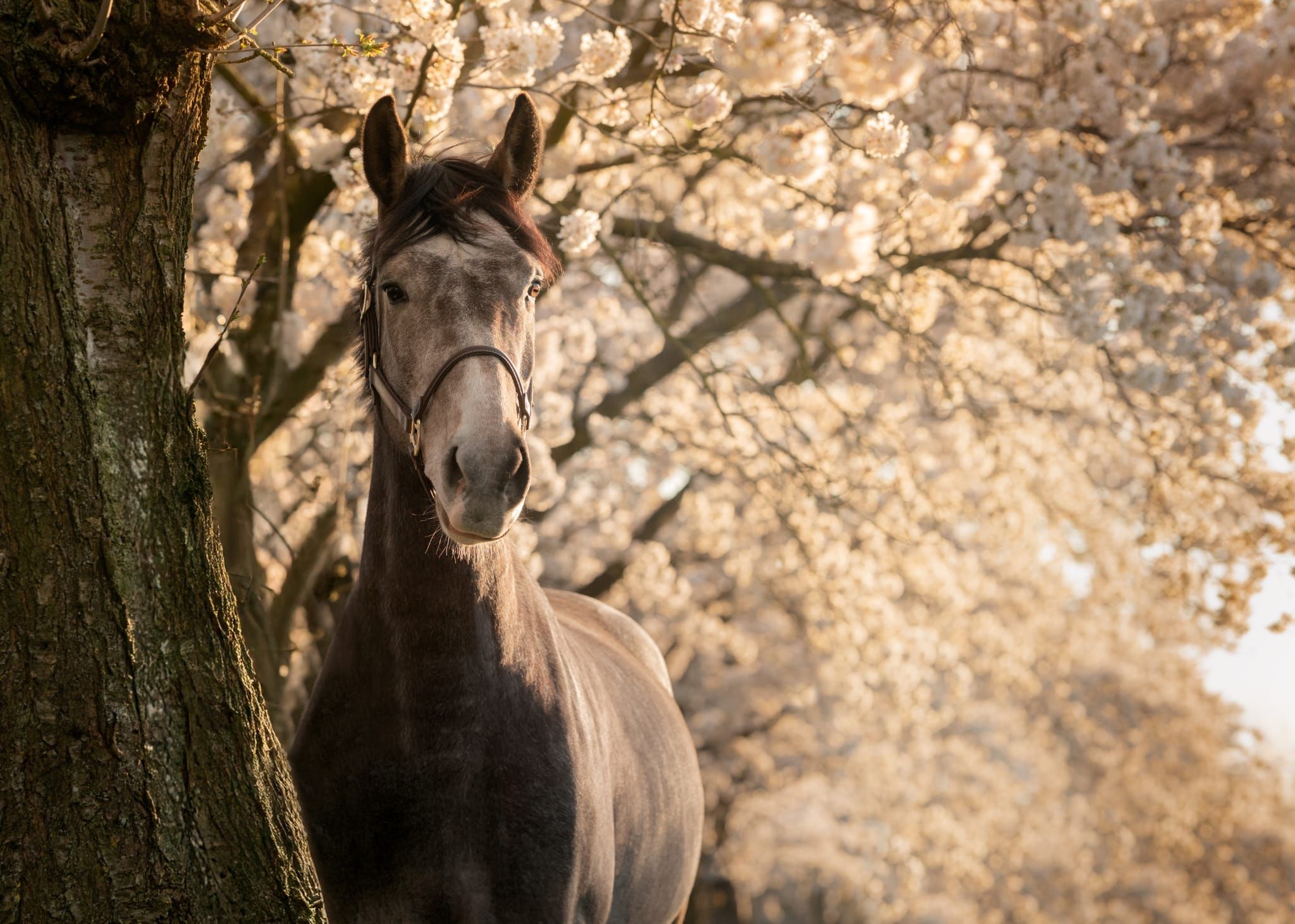 kwpn springpaard ruin 5 years old andere-kleur for sale - Photo 5