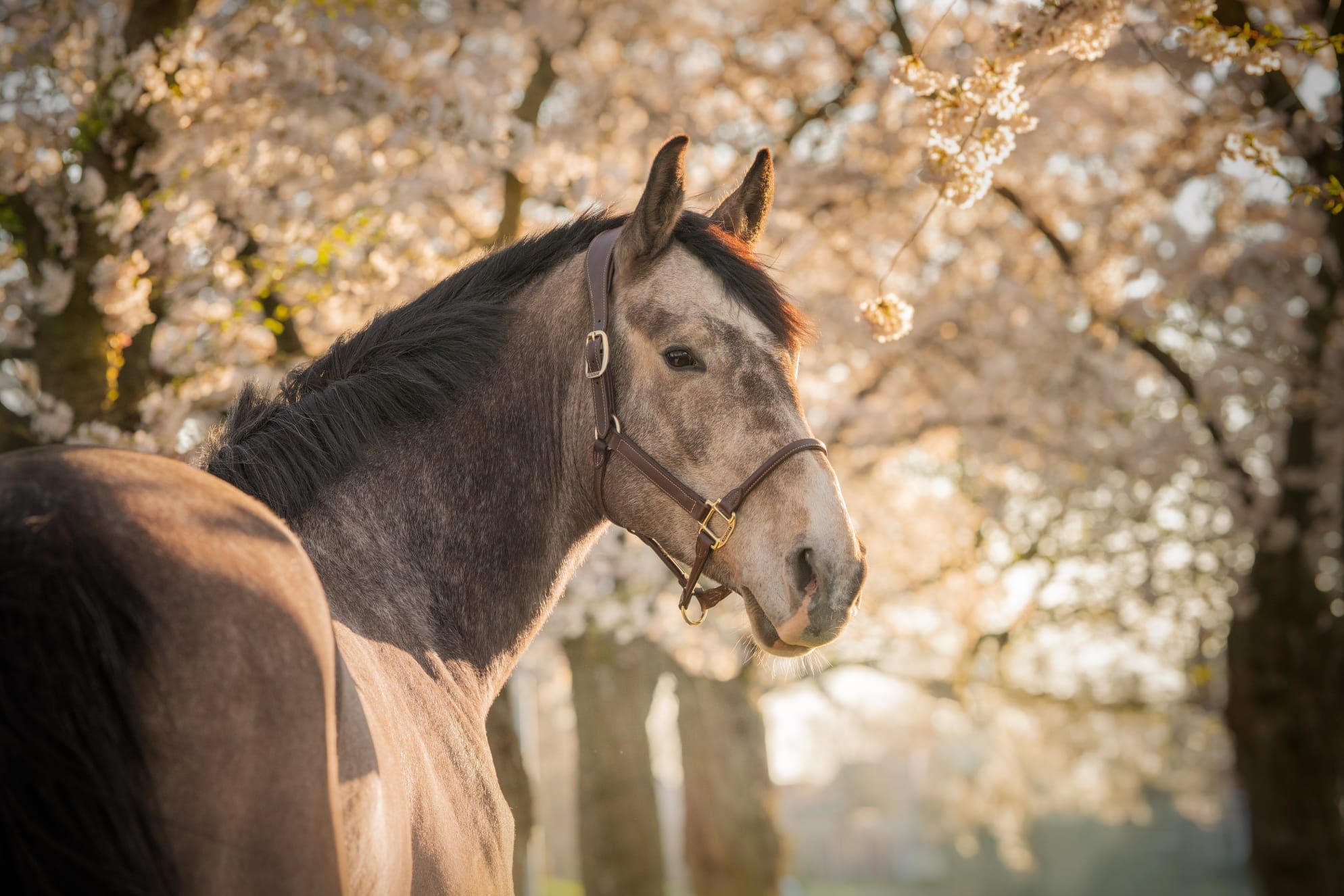 kwpn springpaard ruin 5 years old andere-kleur for sale - Photo 6