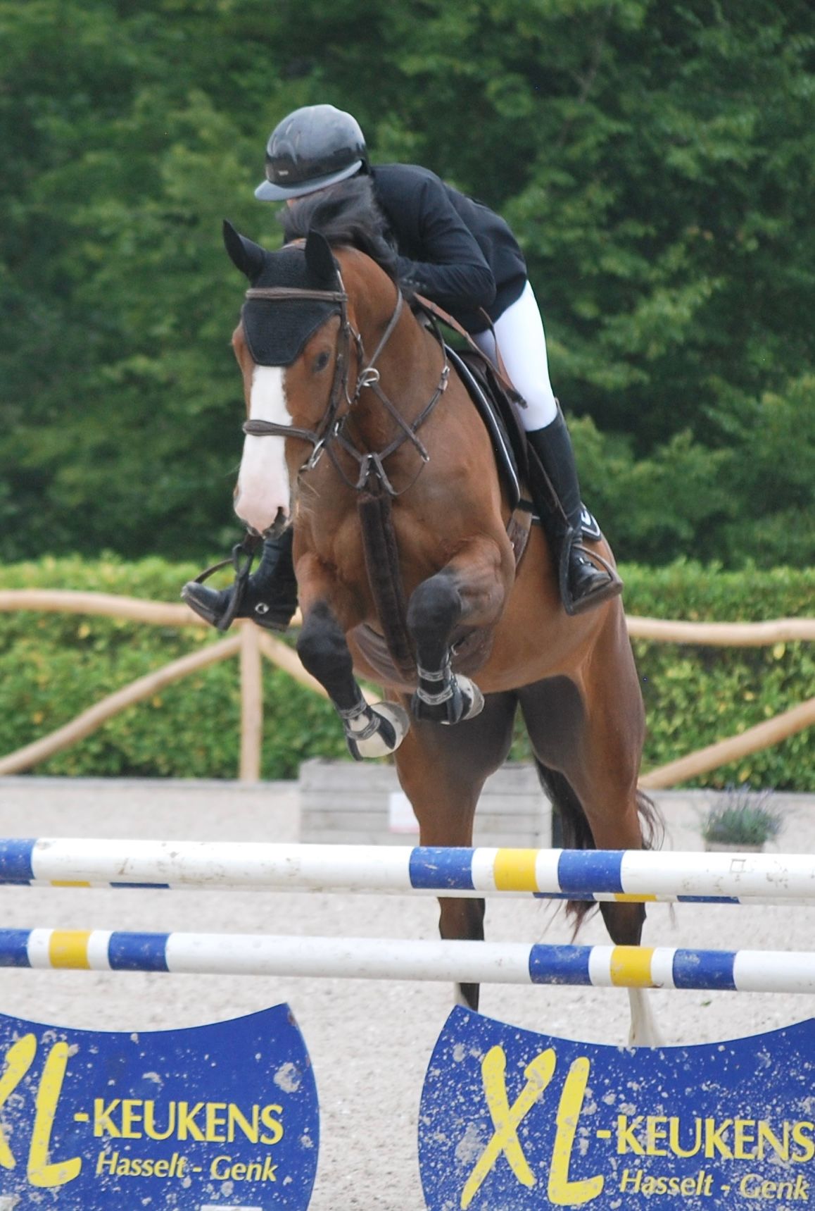 Handsome and talented 4-year-old mare
