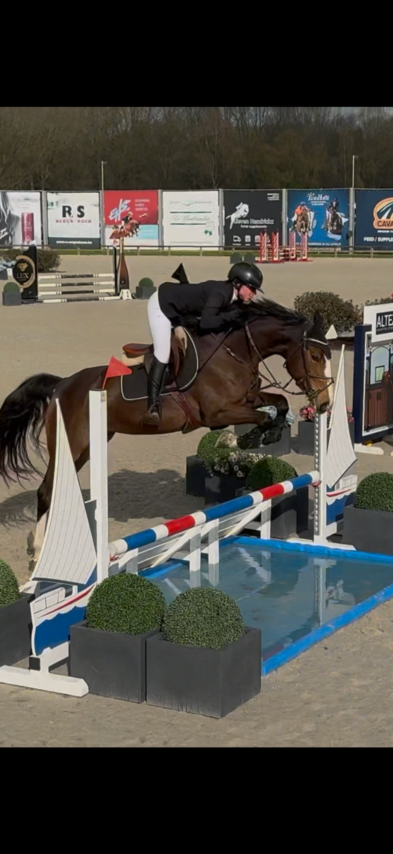 zangersheide springpaard merrie 4 years old kastanje for sale - Photo 3