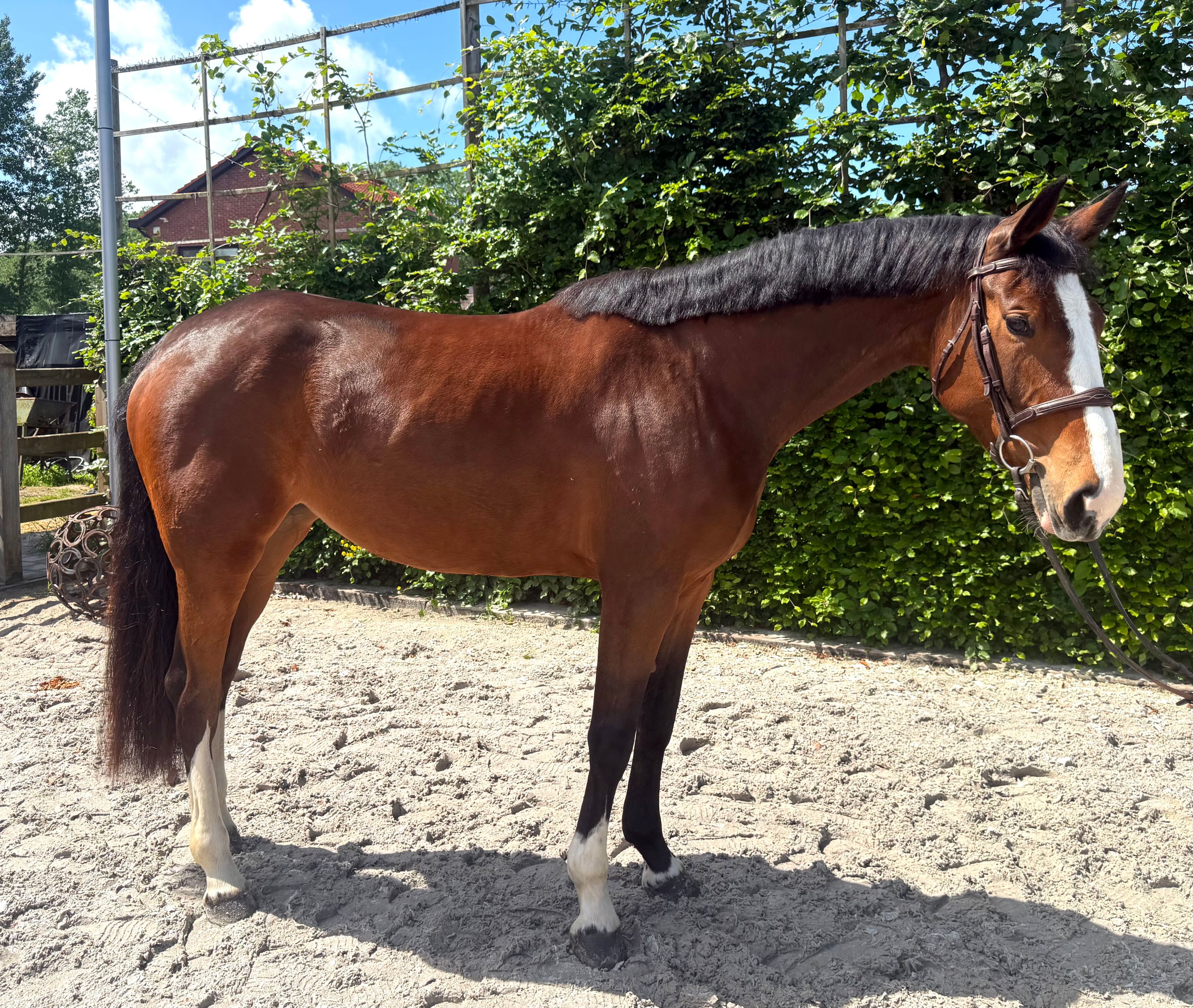 zangersheide springpaard merrie 4 years old kastanje for sale - Photo 2