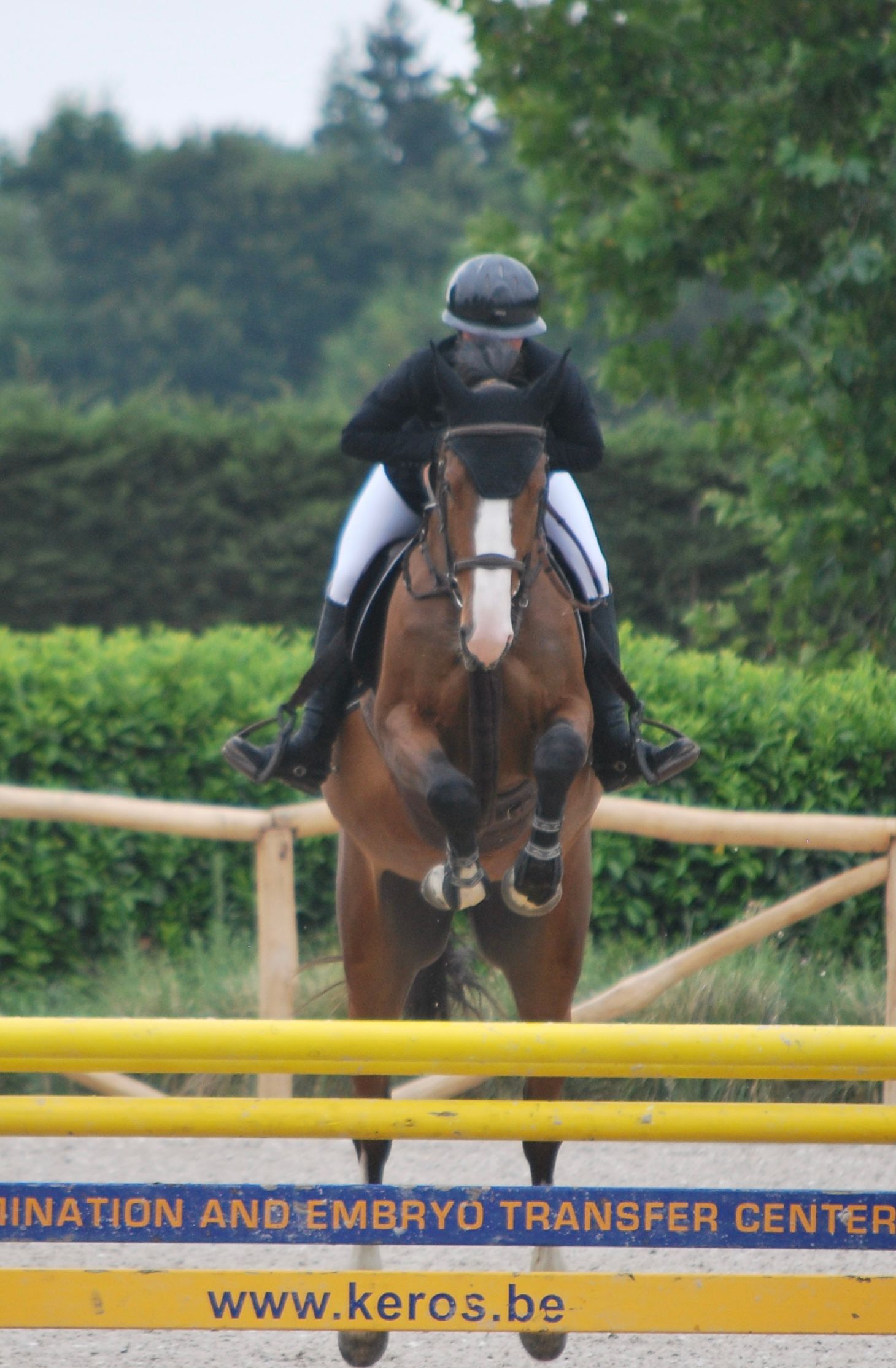 zangersheide springpaard merrie 4 years old kastanje for sale - Photo 5