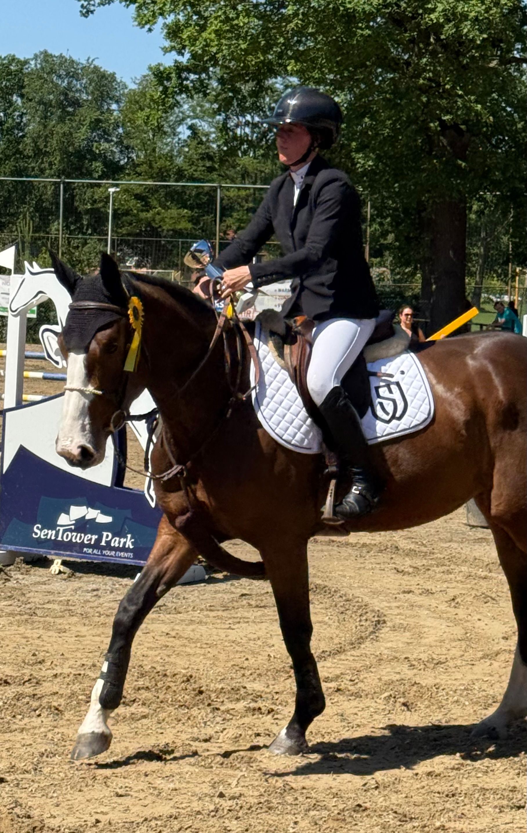 zangersheide springpaard merrie 4 years old kastanje for sale - Photo 6